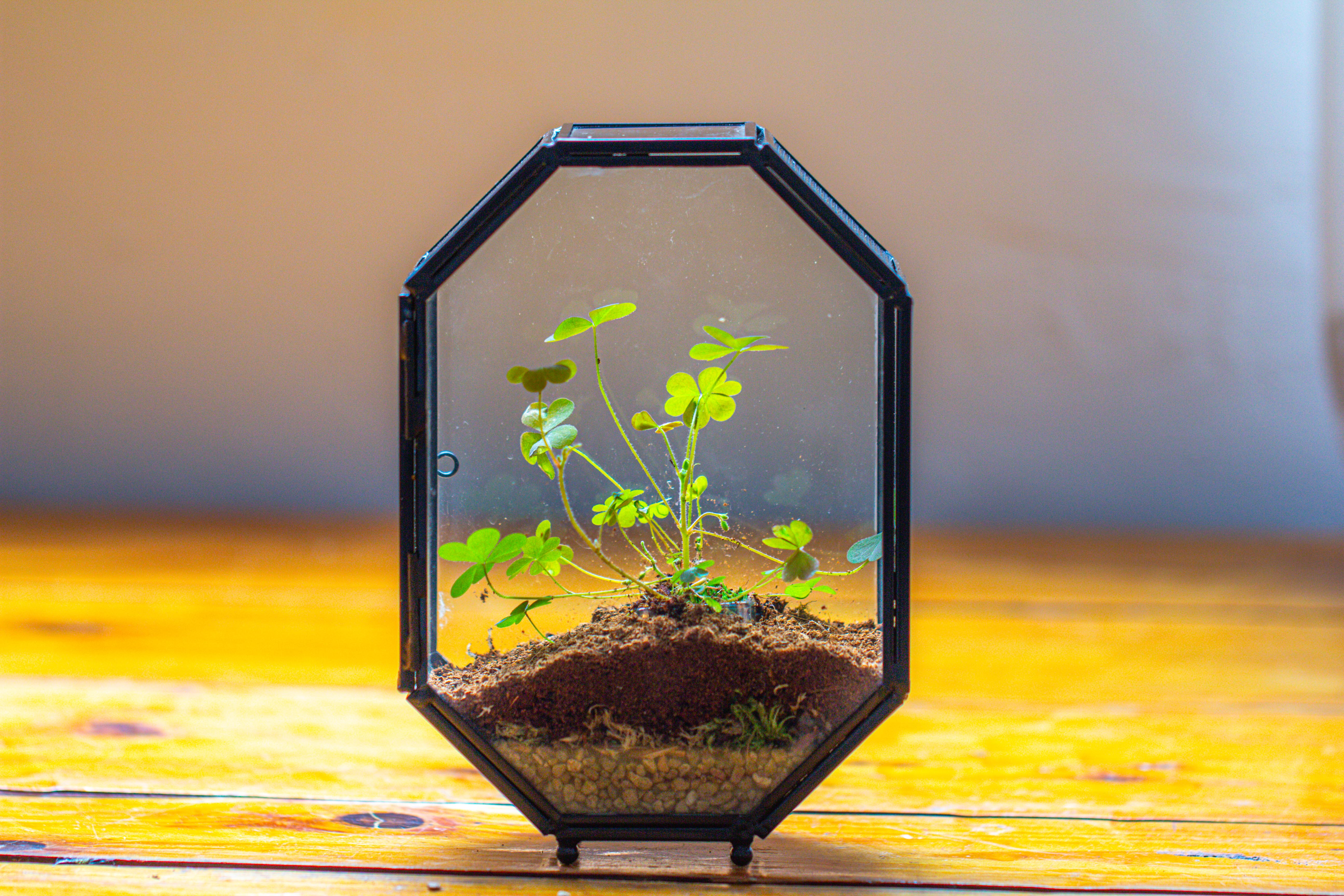 Mini 5x7 inches Octagon Shape Glass Geometric Terrarium Enclosure with Side Vent  for Small Insect, Jumping Spider - NCYPgarden