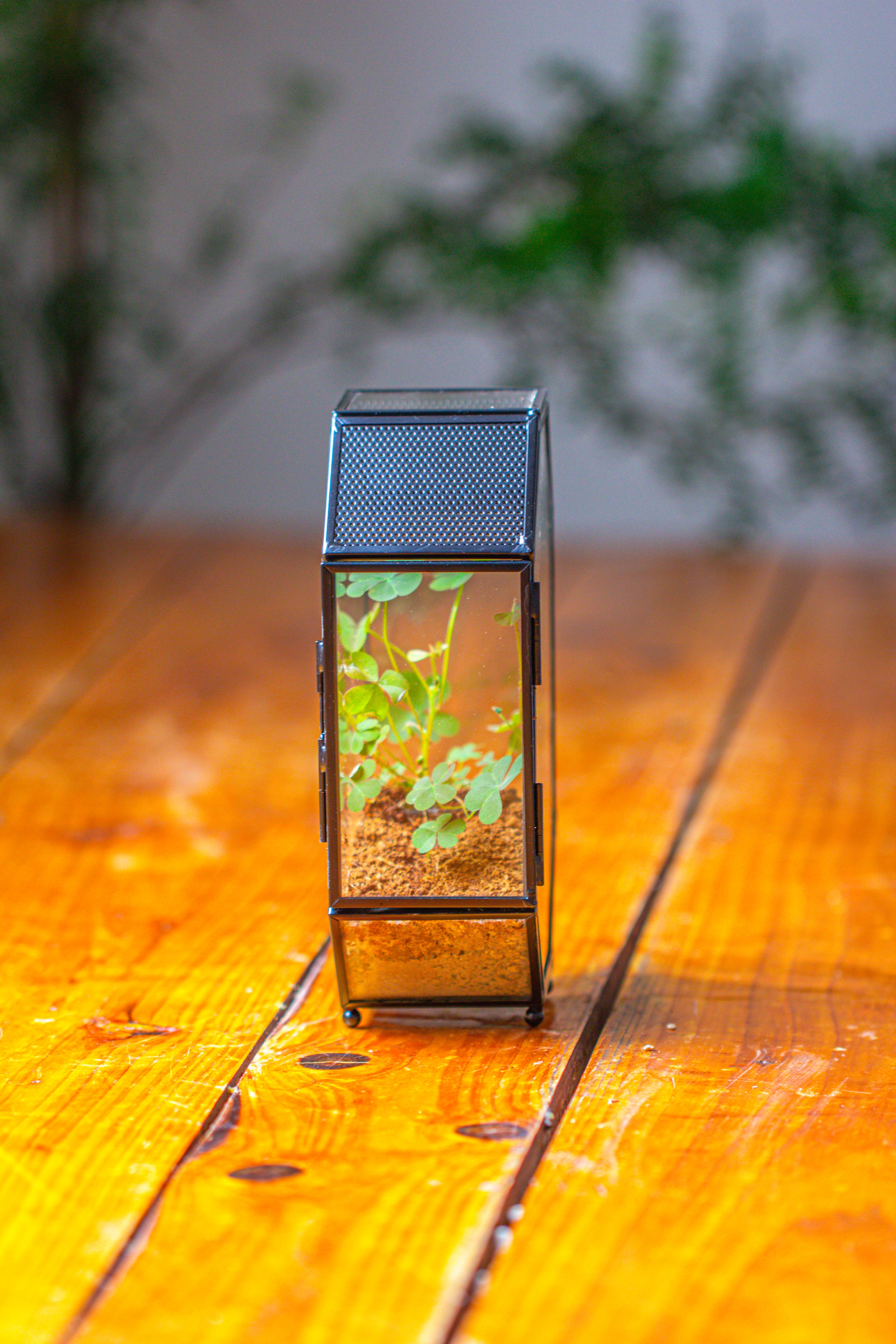 Mini 5x7 inches Octagon Shape Glass Geometric Terrarium Enclosure with Side Vent  for Small Insect, Jumping Spider - NCYPgarden