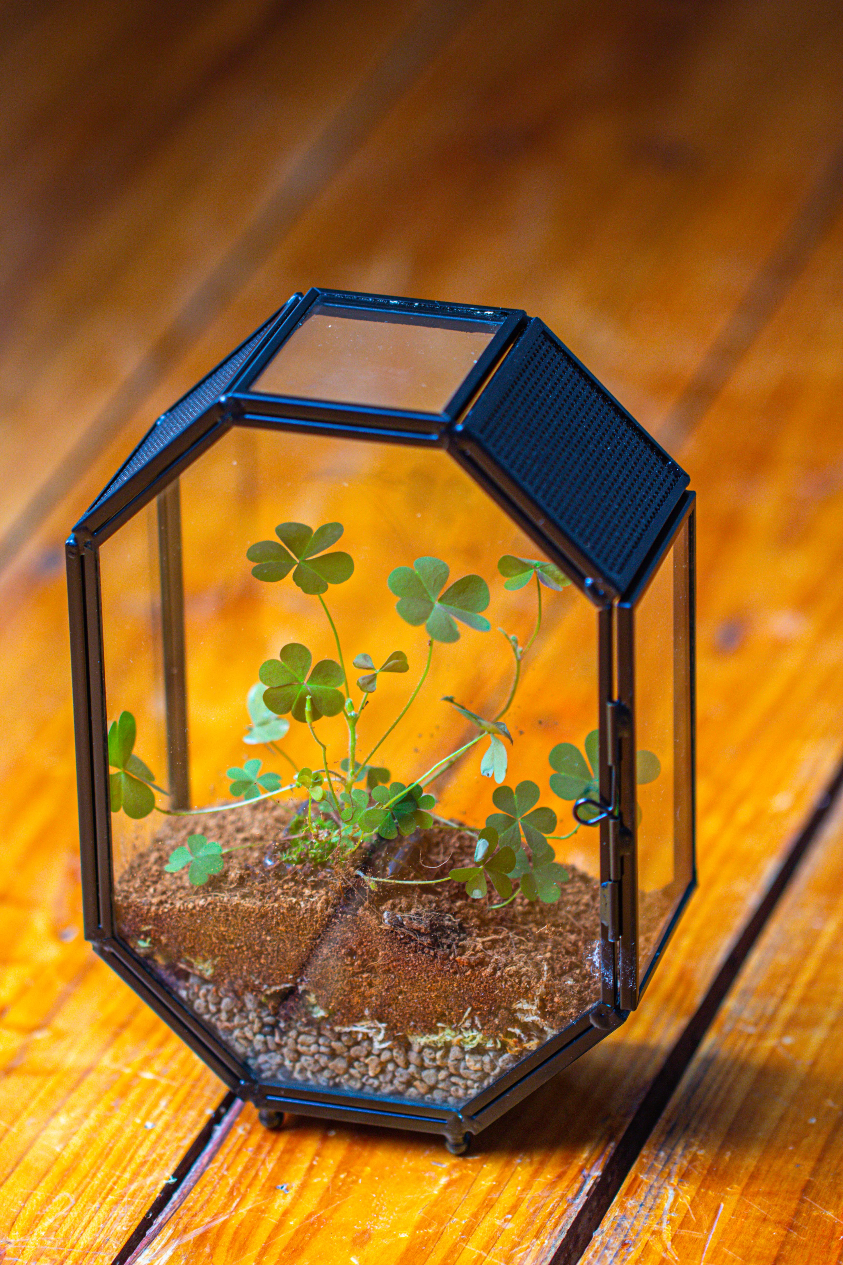Mini 5x7 inches Octagon Shape Glass Geometric Terrarium Enclosure with Side Vent  for Small Insect, Jumping Spider - NCYPgarden