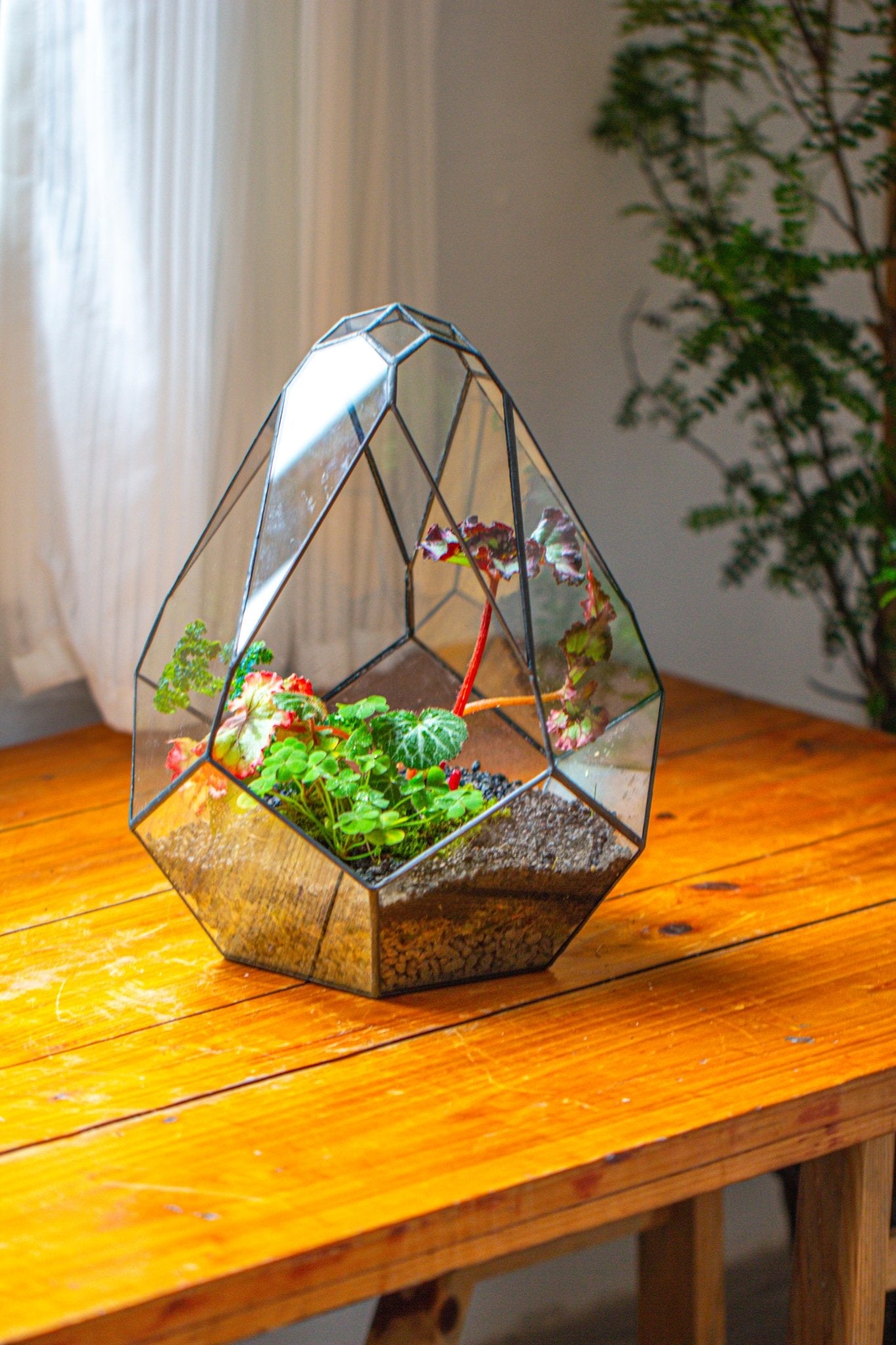 teardrop succulent terrarium 13" Large Teardrop Geometric Terrarium, Open PG06A2