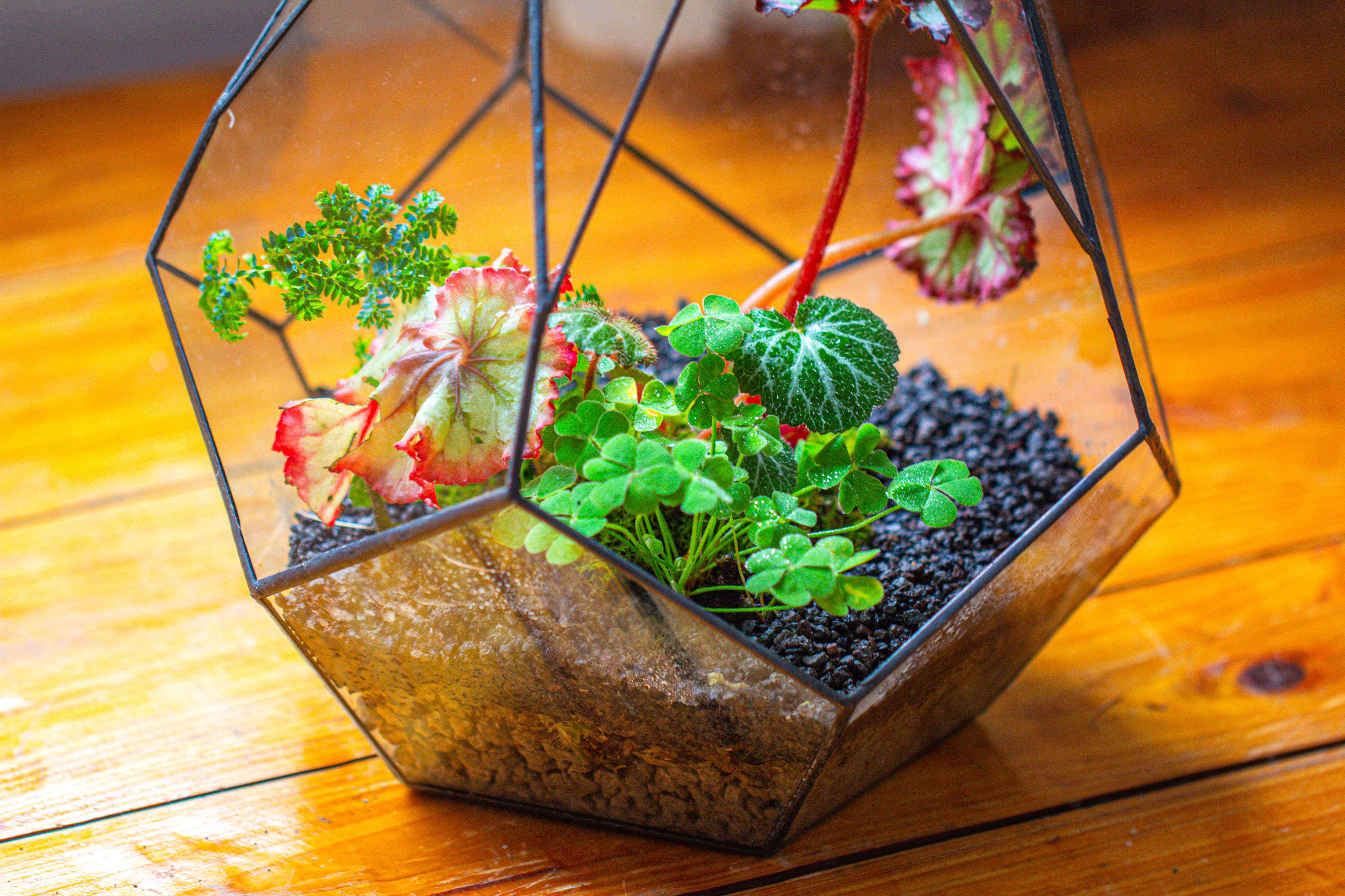 13" Large Teardrop Geometric Terrarium, Open - NCYPgarden