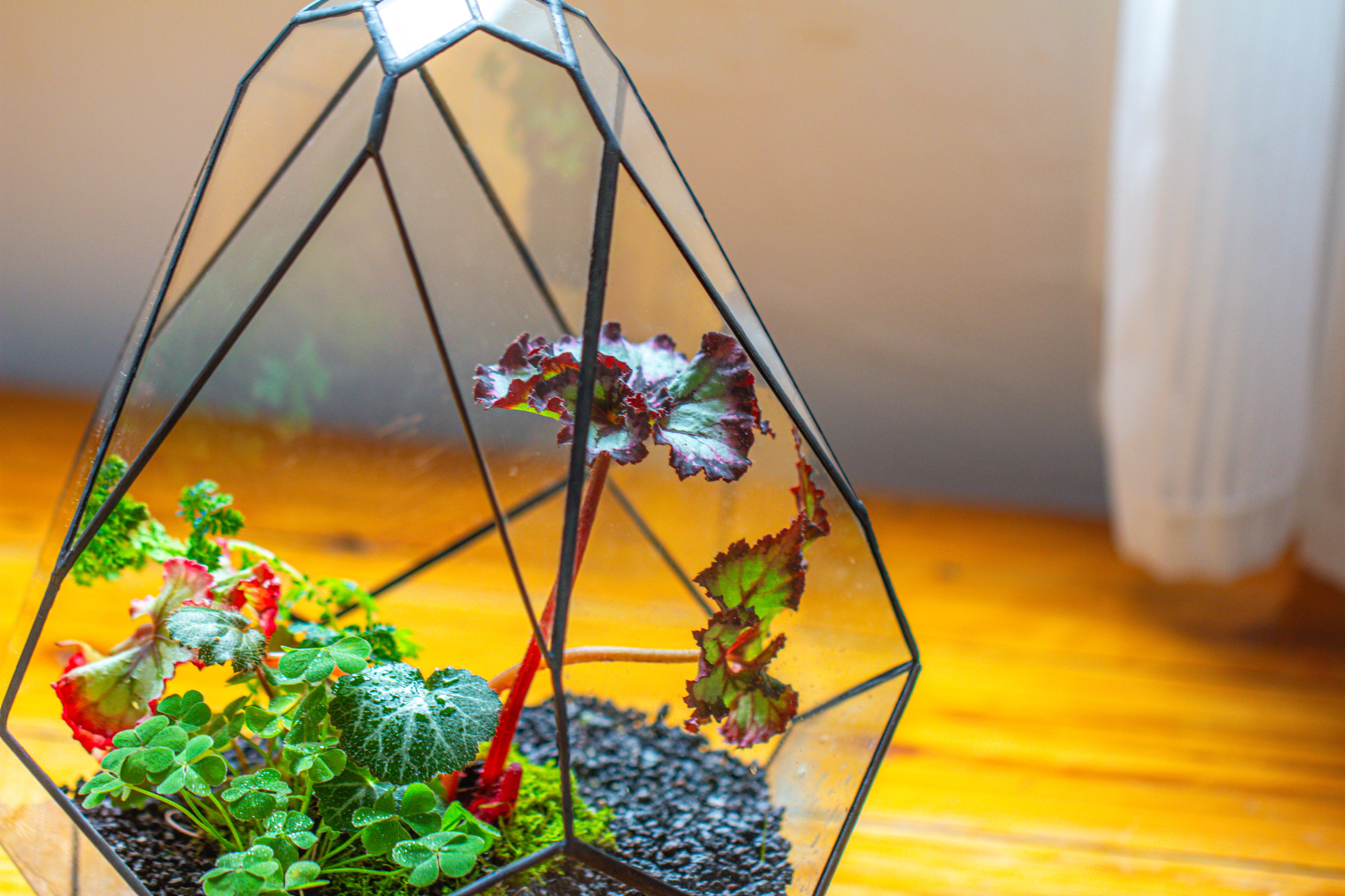 13" Large Teardrop Geometric Terrarium, Open - NCYPgarden