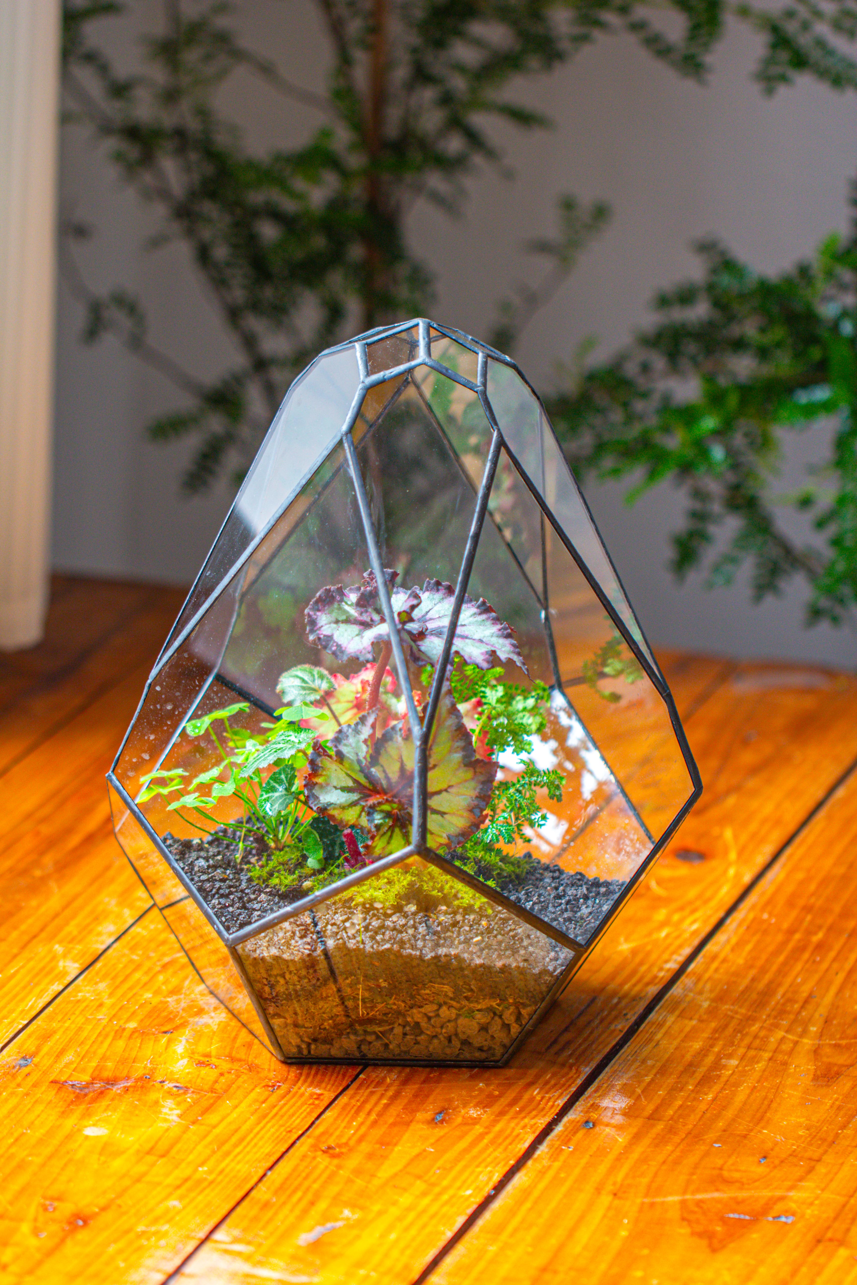 13" Large Teardrop Geometric Terrarium, Open - NCYPgarden