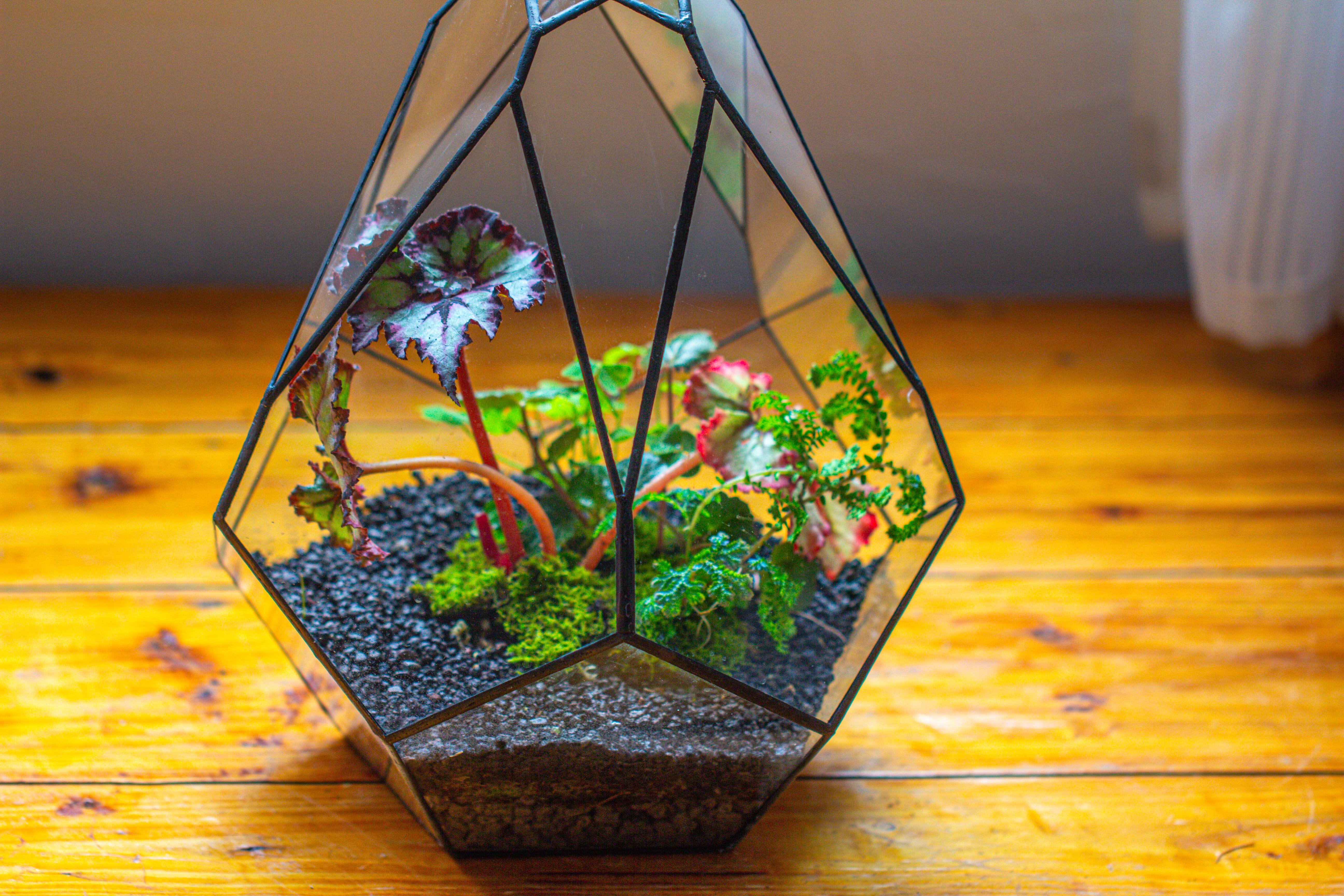 13" Large Teardrop Geometric Terrarium, Open - NCYPgarden