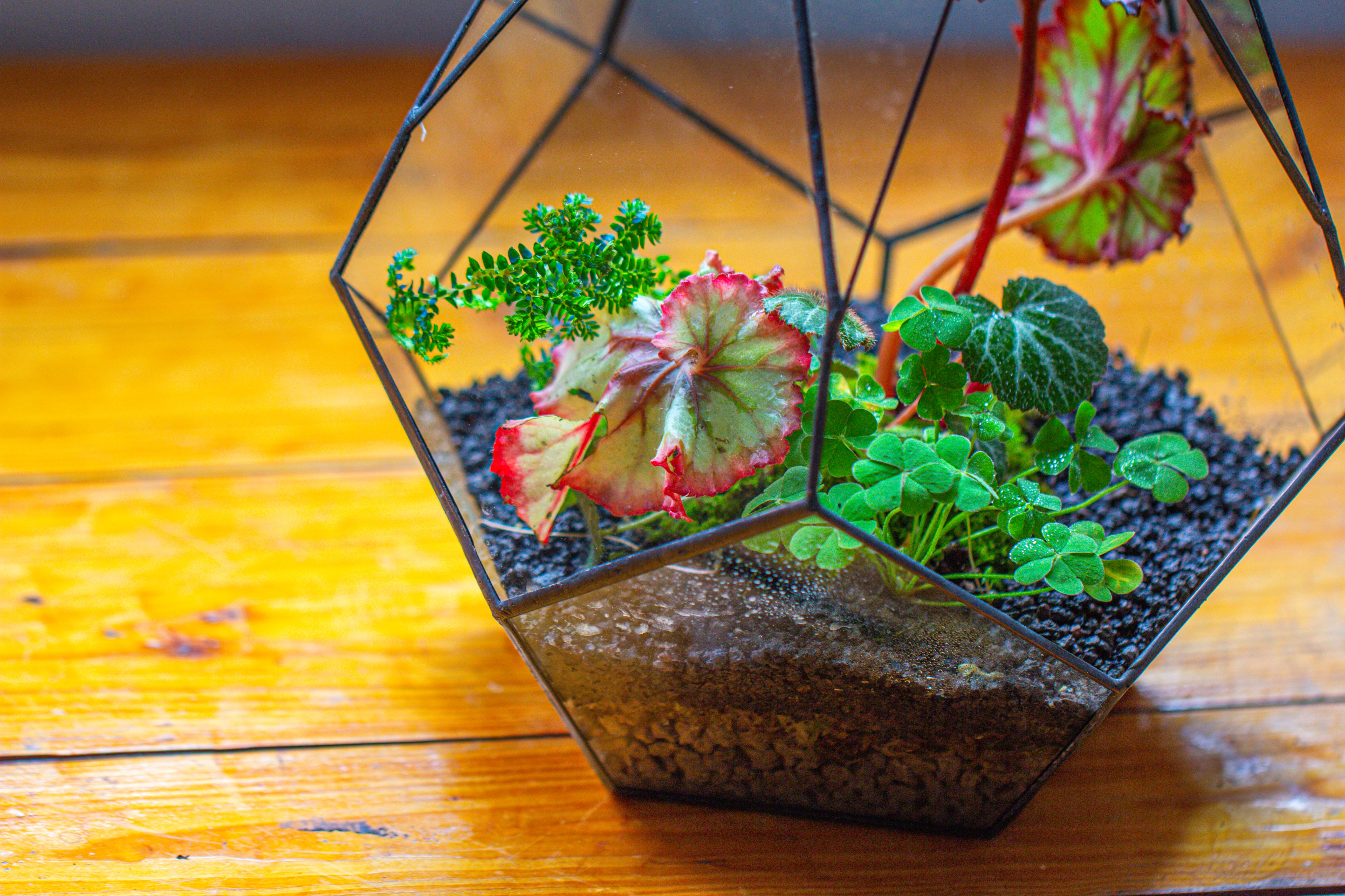 13" Large Teardrop Geometric Terrarium, Open - NCYPgarden