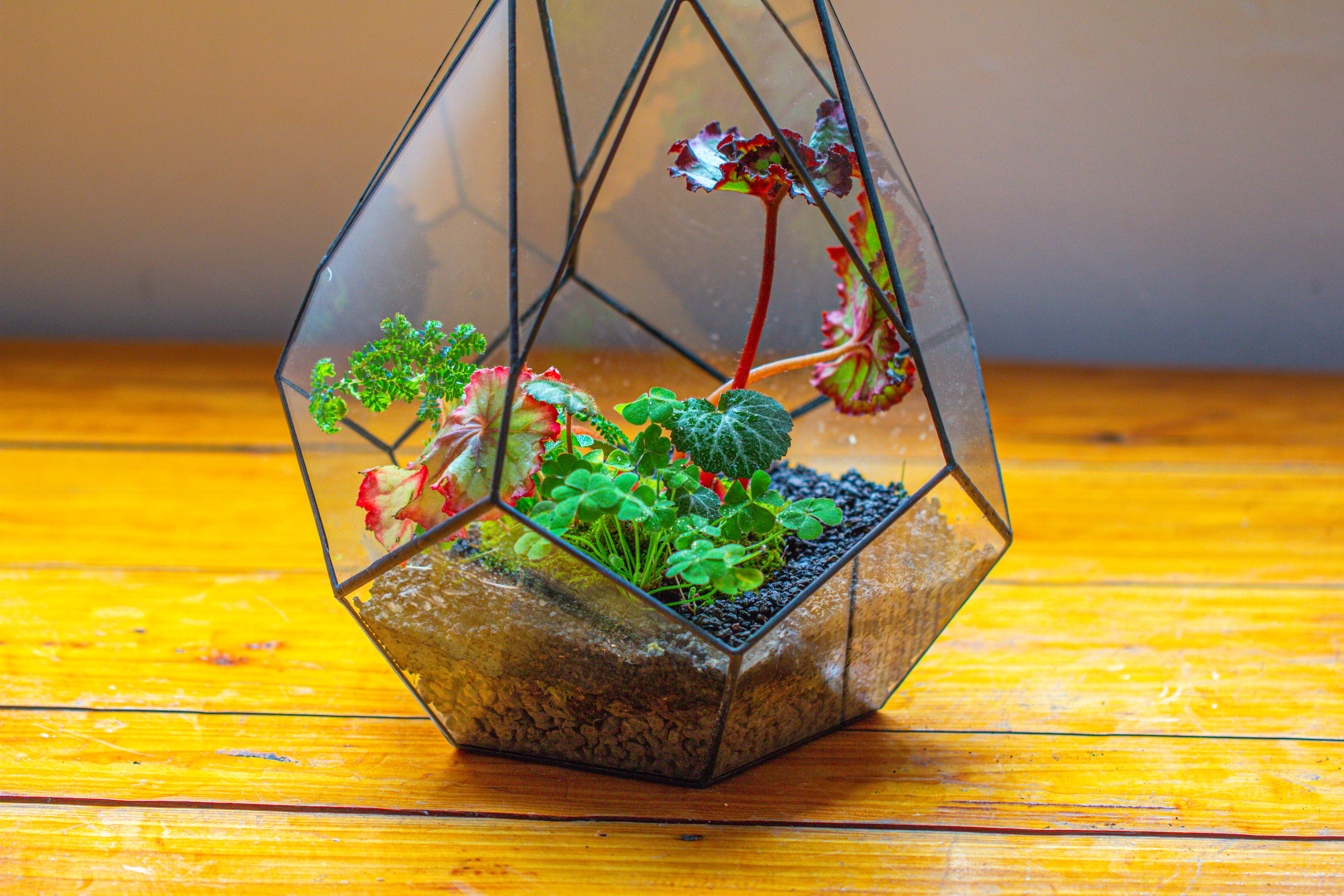 13" Large Teardrop Geometric Terrarium, Open - NCYPgarden