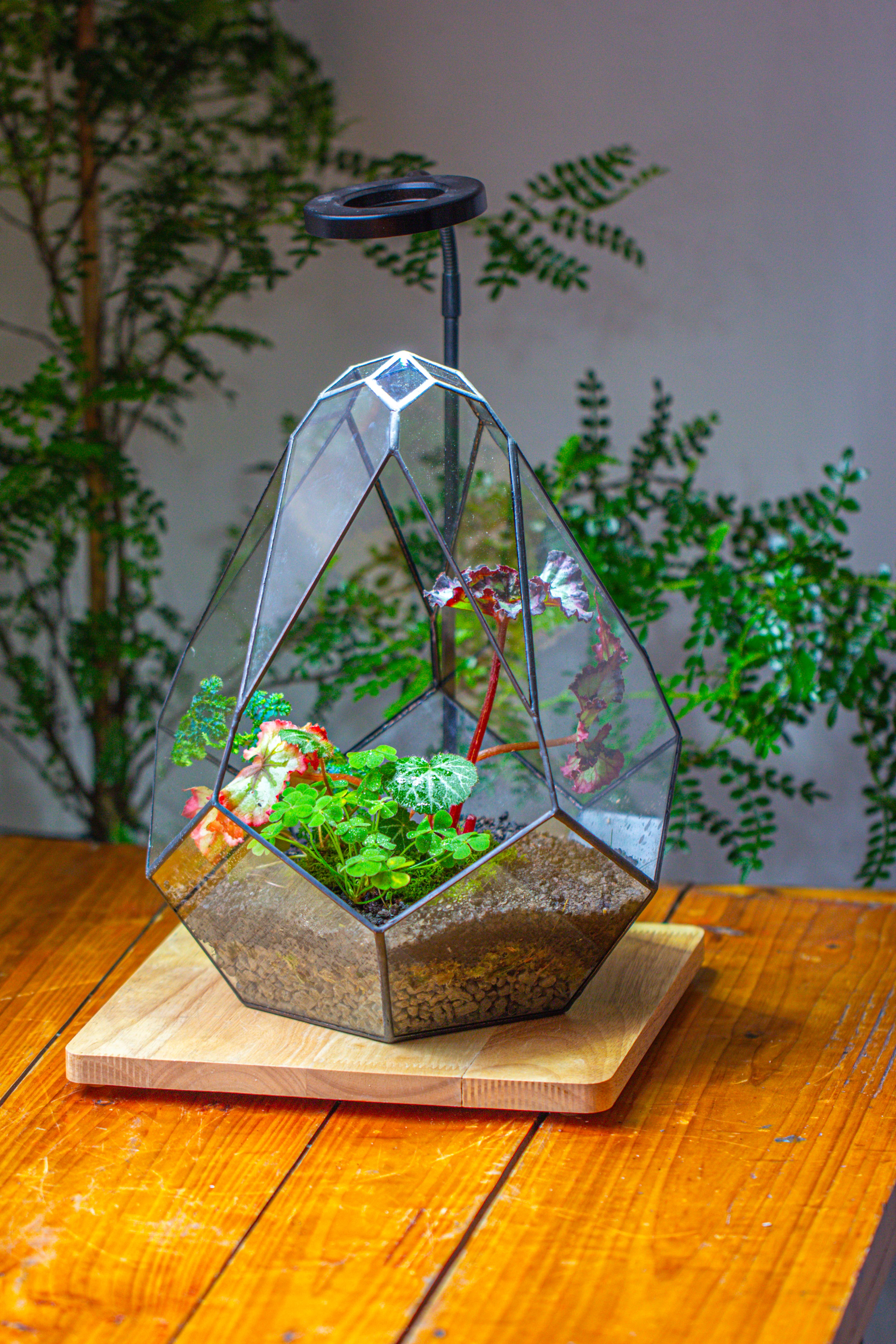 13" Large Teardrop Geometric Terrarium, Open - NCYPgarden