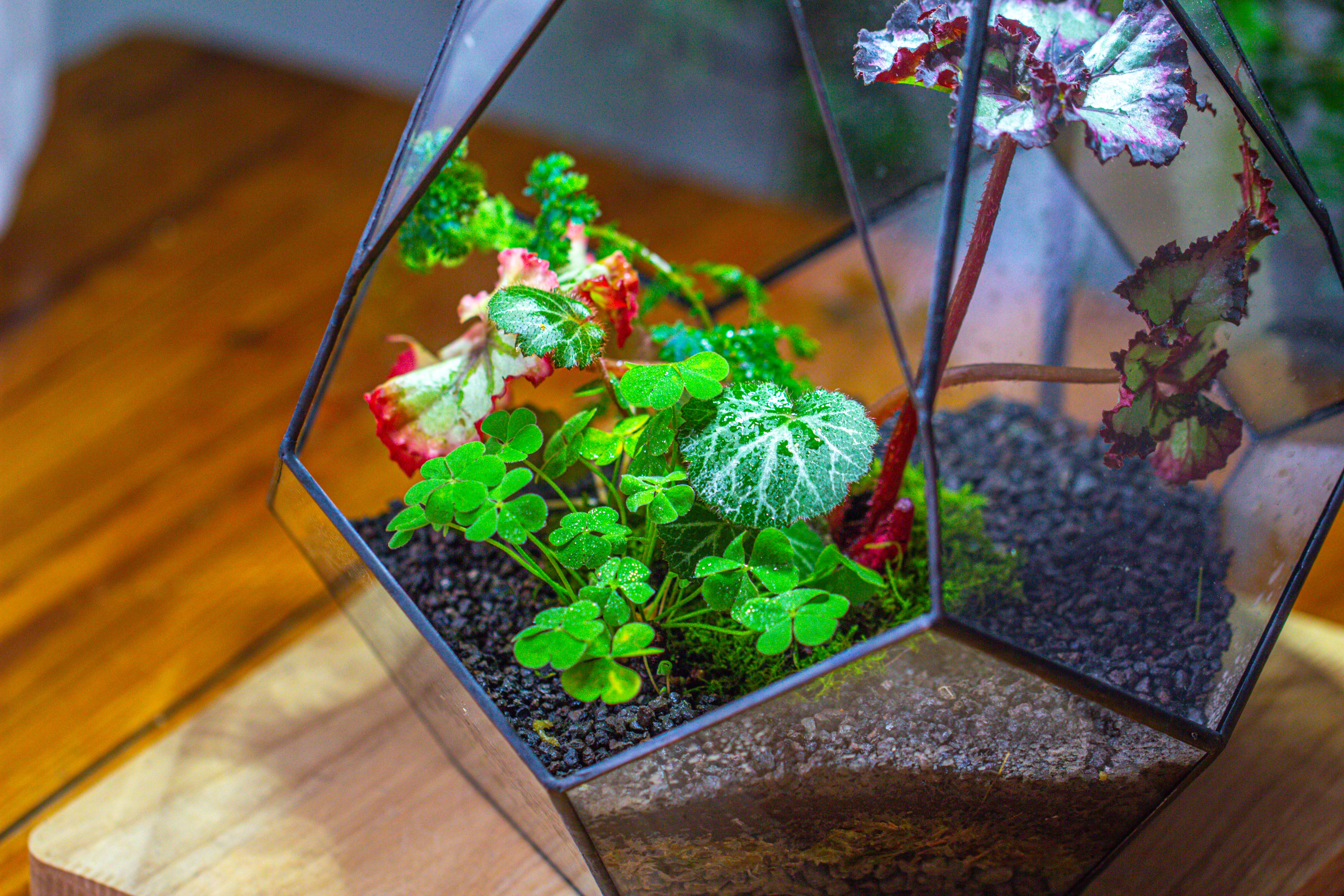 13" Large Teardrop Geometric Terrarium, Open - NCYPgarden