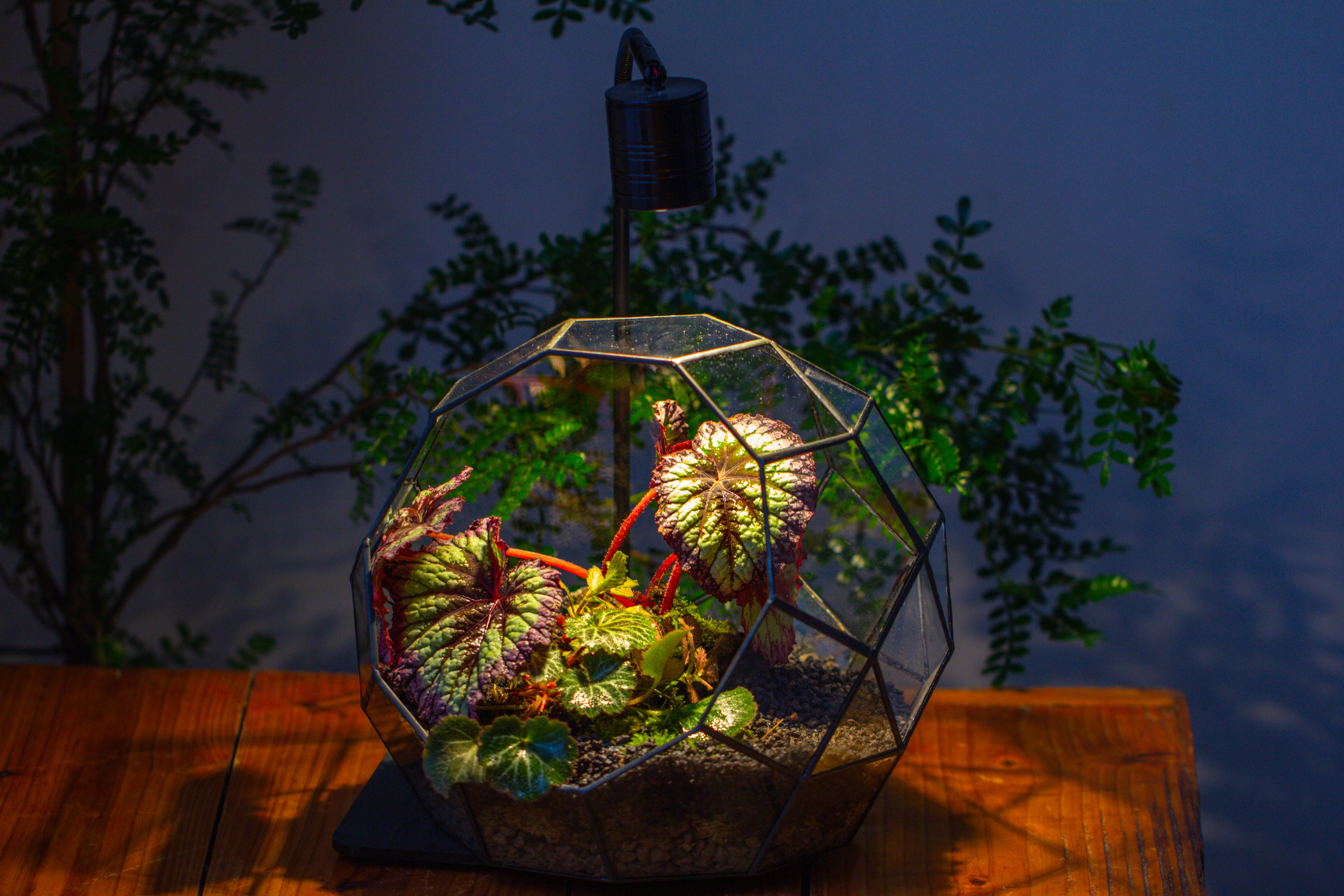 Glass Geometric Moon Terrarium,  Open - NCYPgarden