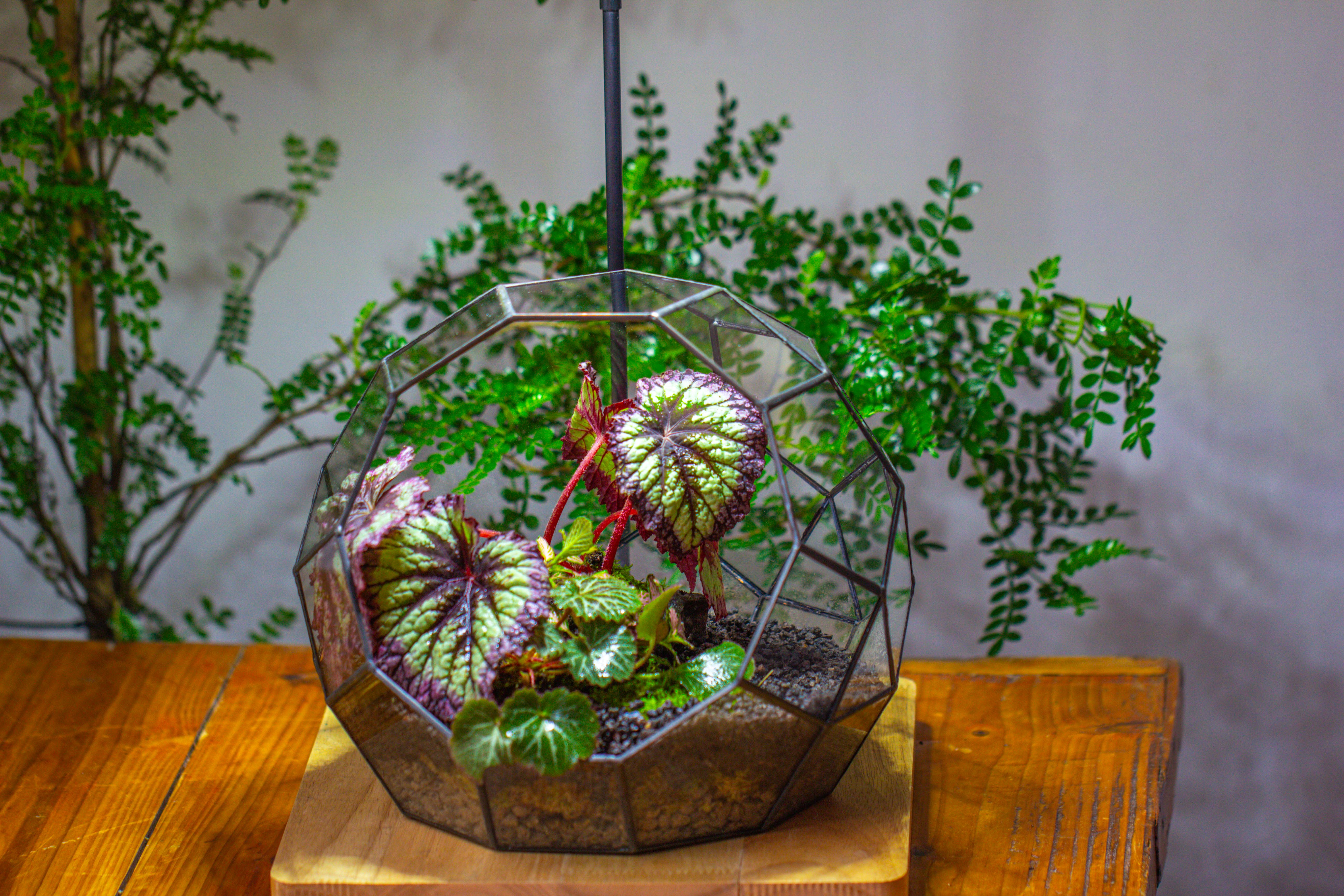 Glass Geometric Moon Terrarium,  Open - NCYPgarden