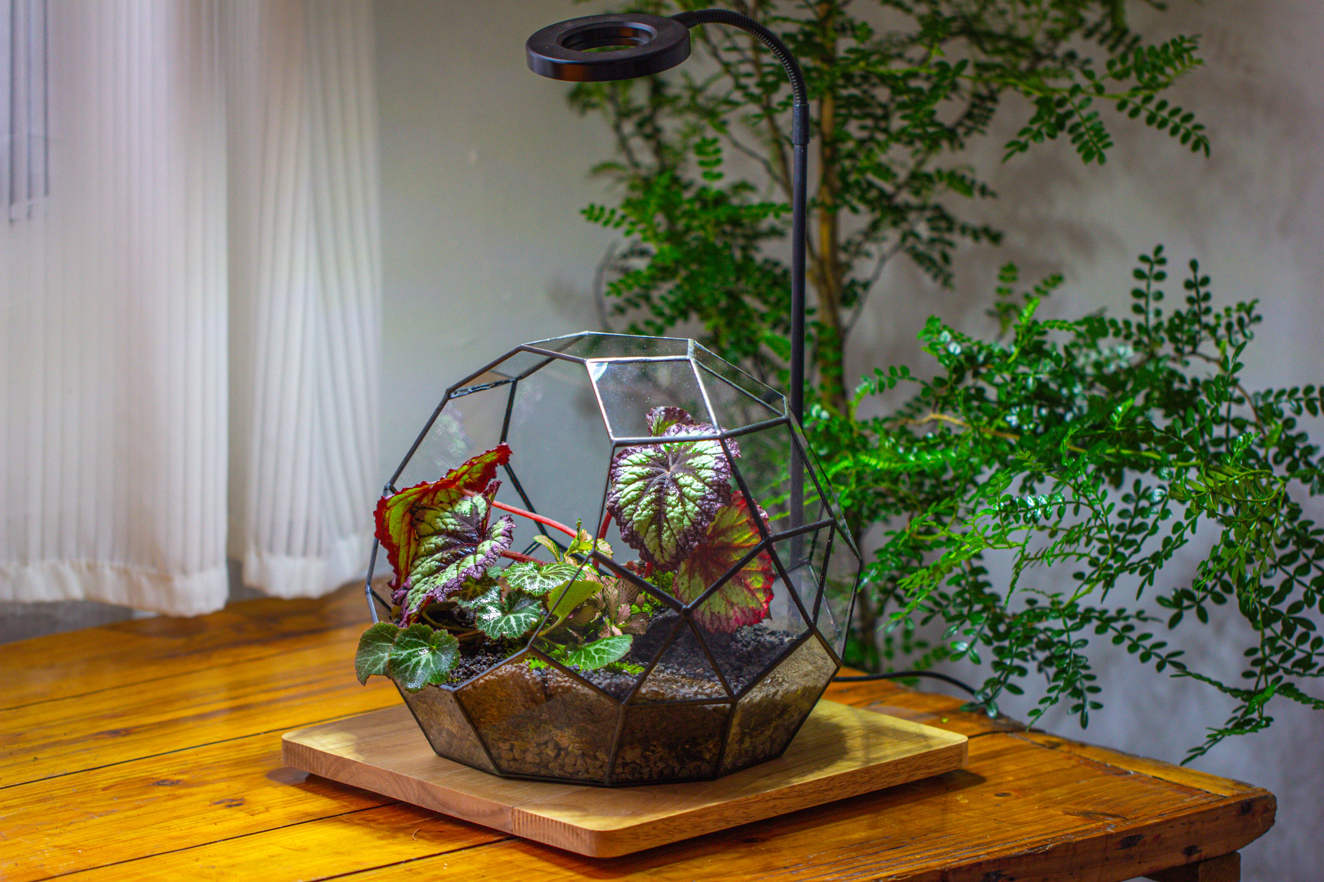 Glass Geometric Moon Terrarium,  Open - NCYPgarden
