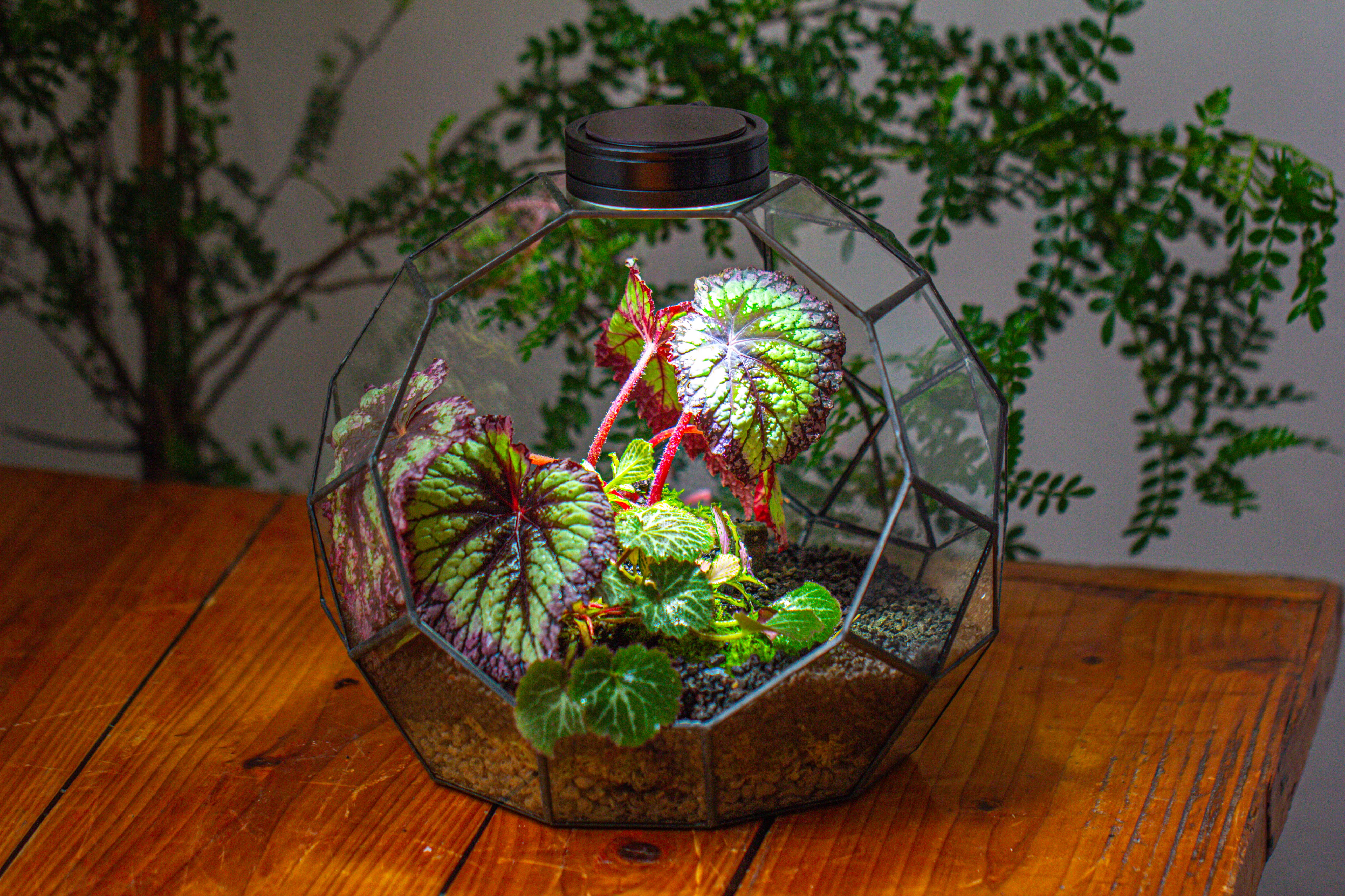 Glass Geometric Moon Terrarium,  Open - NCYPgarden