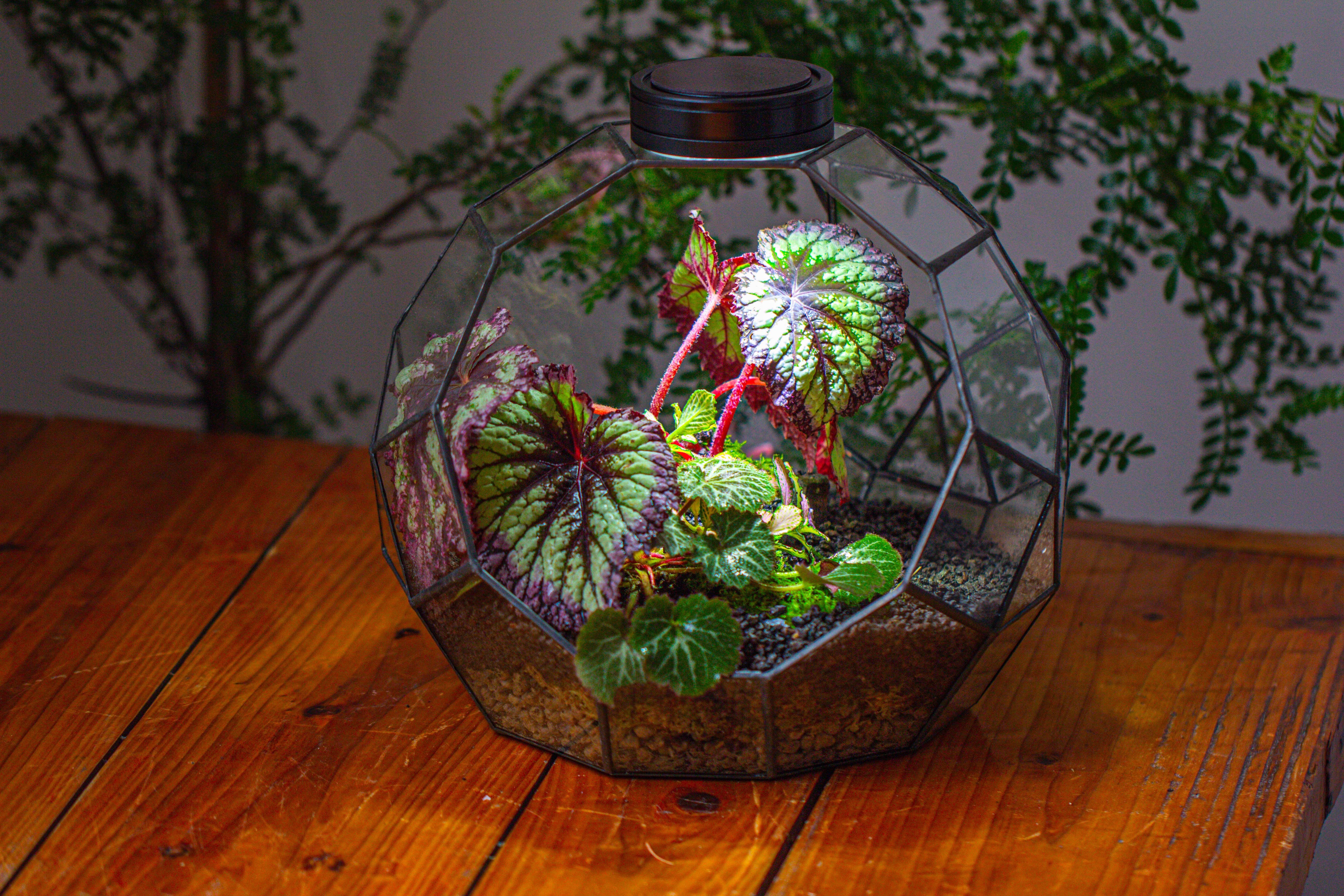Glass Geometric Moon Terrarium,  Open - NCYPgarden