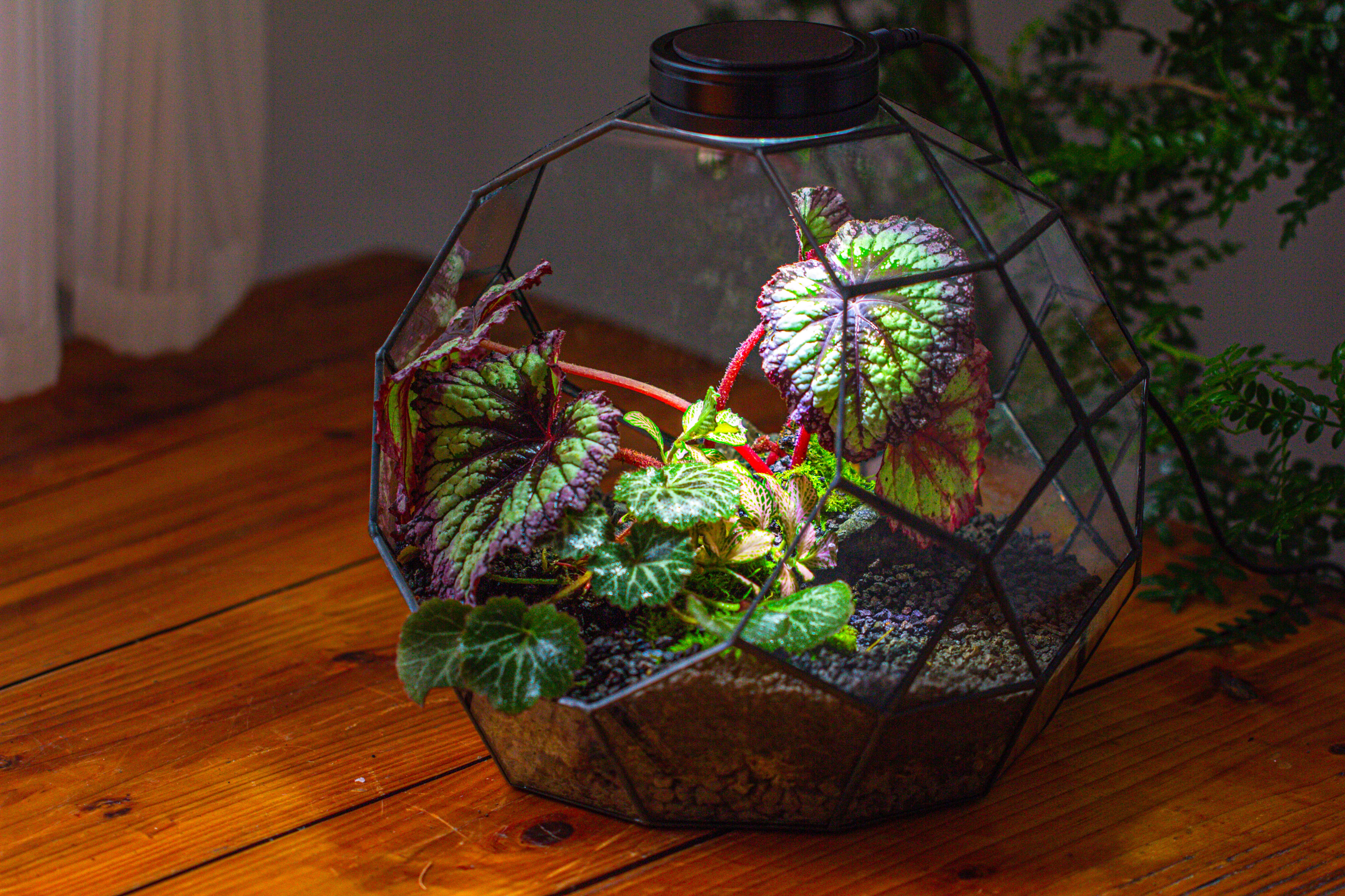 Glass Geometric Moon Terrarium,  Open - NCYPgarden