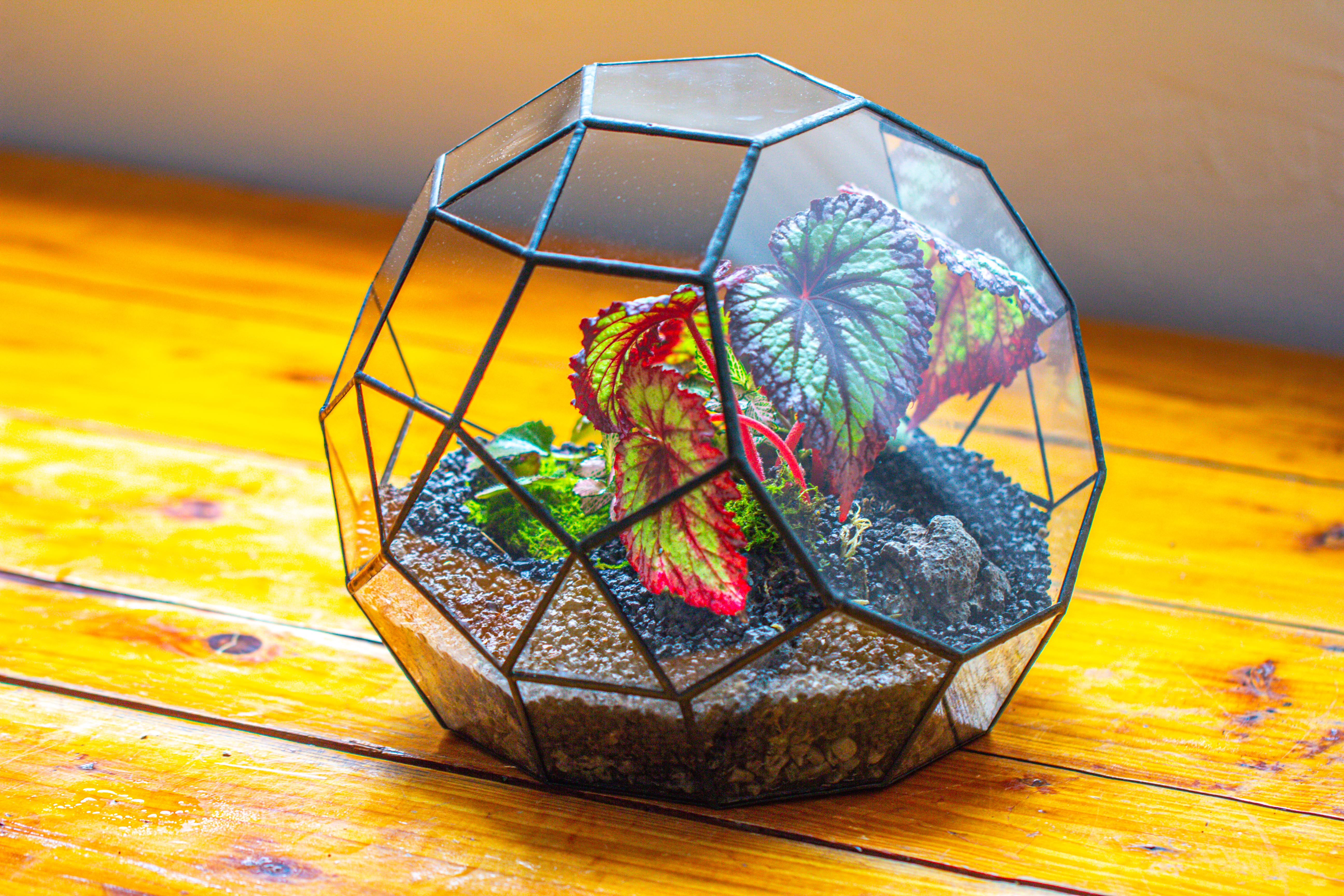 Glass Geometric Moon Terrarium,  Open - NCYPgarden