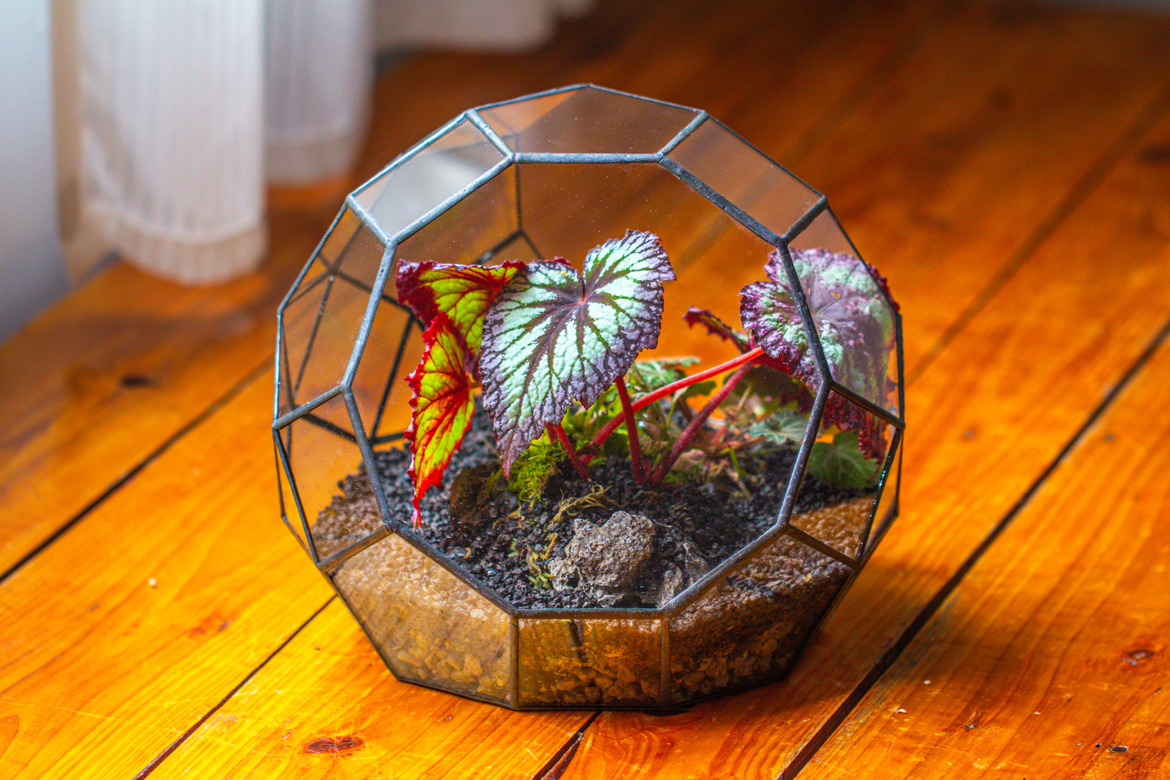 Glass Geometric Moon Terrarium,  Open - NCYPgarden