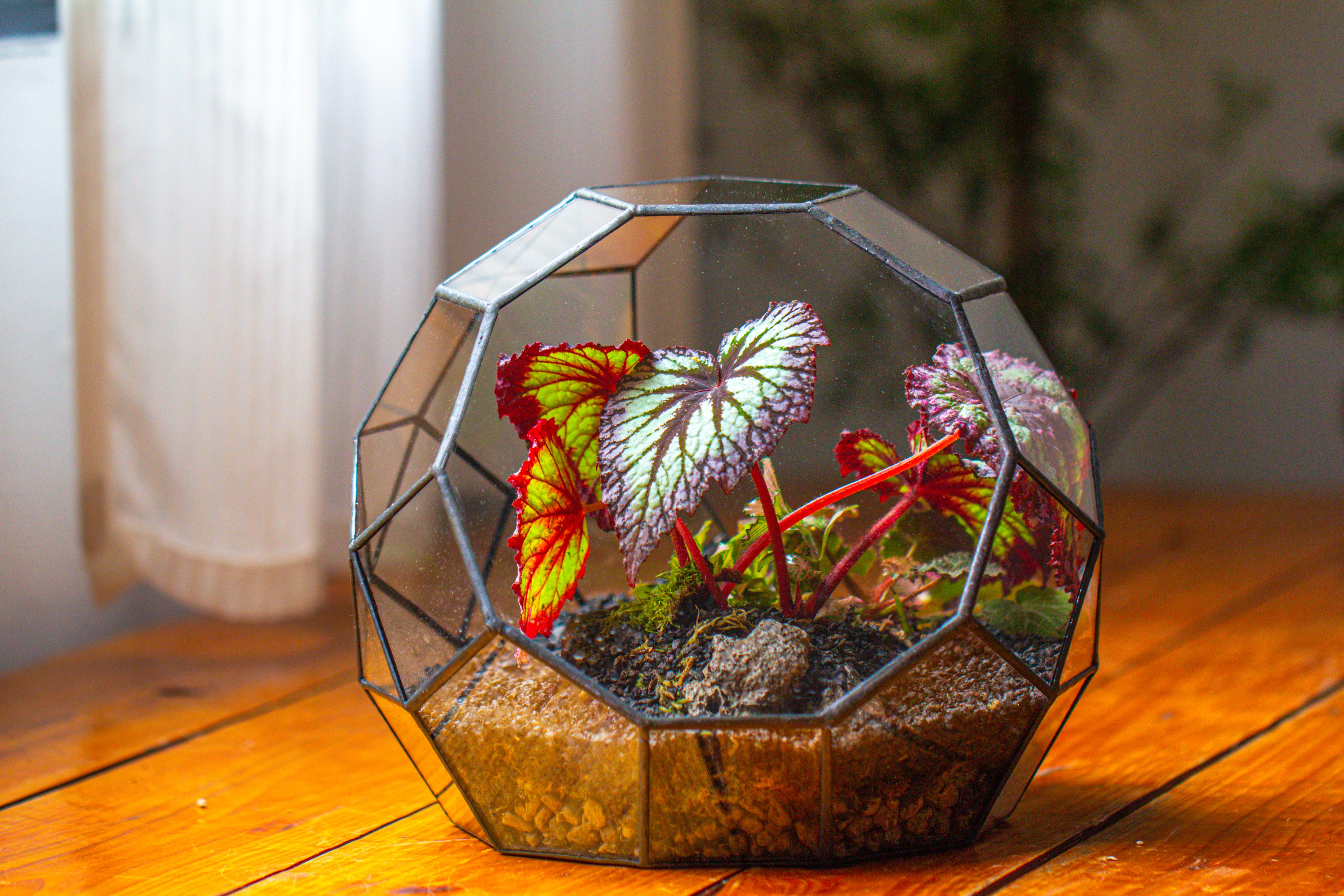 Glass Geometric Moon Terrarium,  Open - NCYPgarden