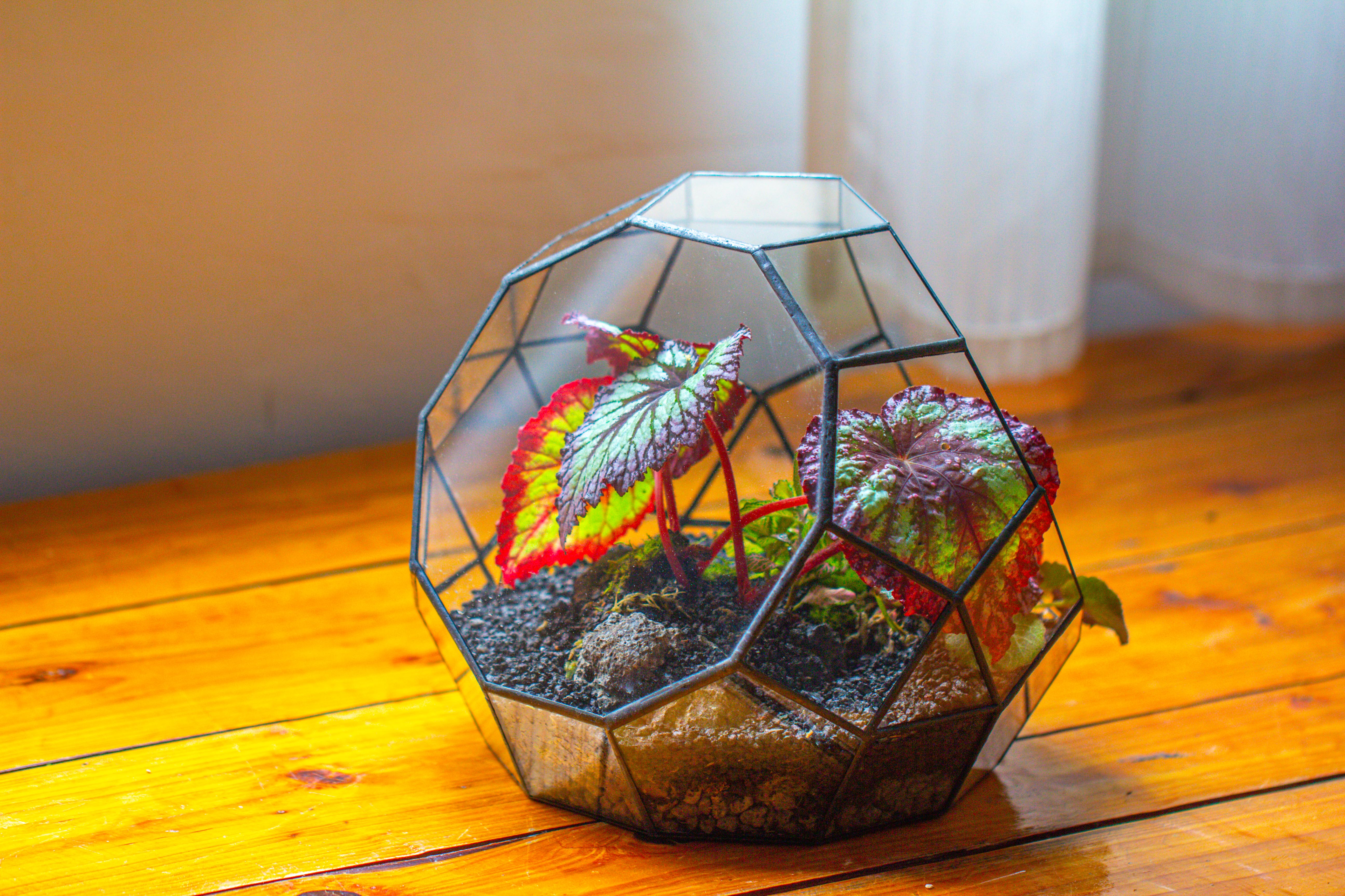 Glass Geometric Moon Terrarium,  Open - NCYPgarden