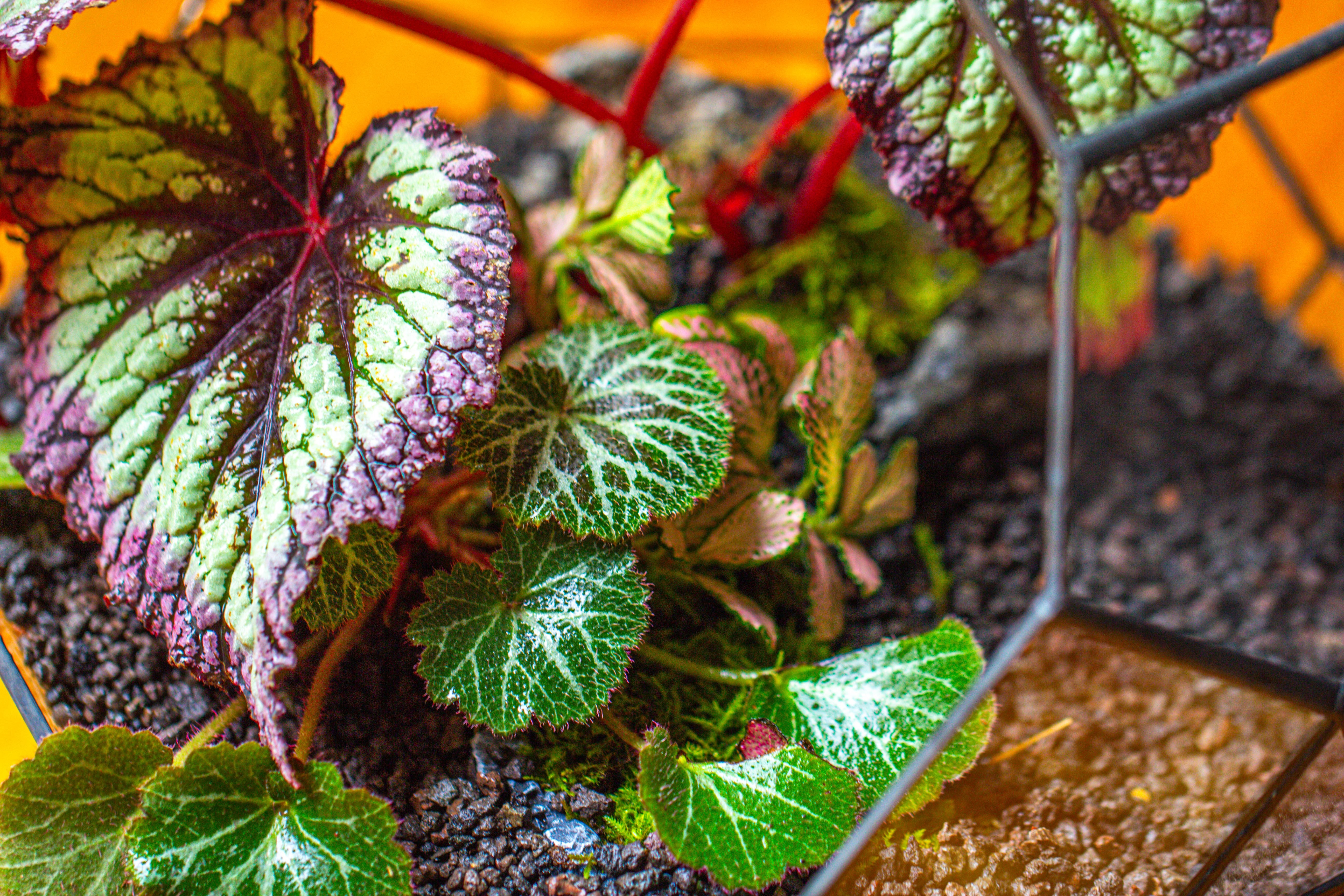 Glass Geometric Moon Terrarium,  Open - NCYPgarden