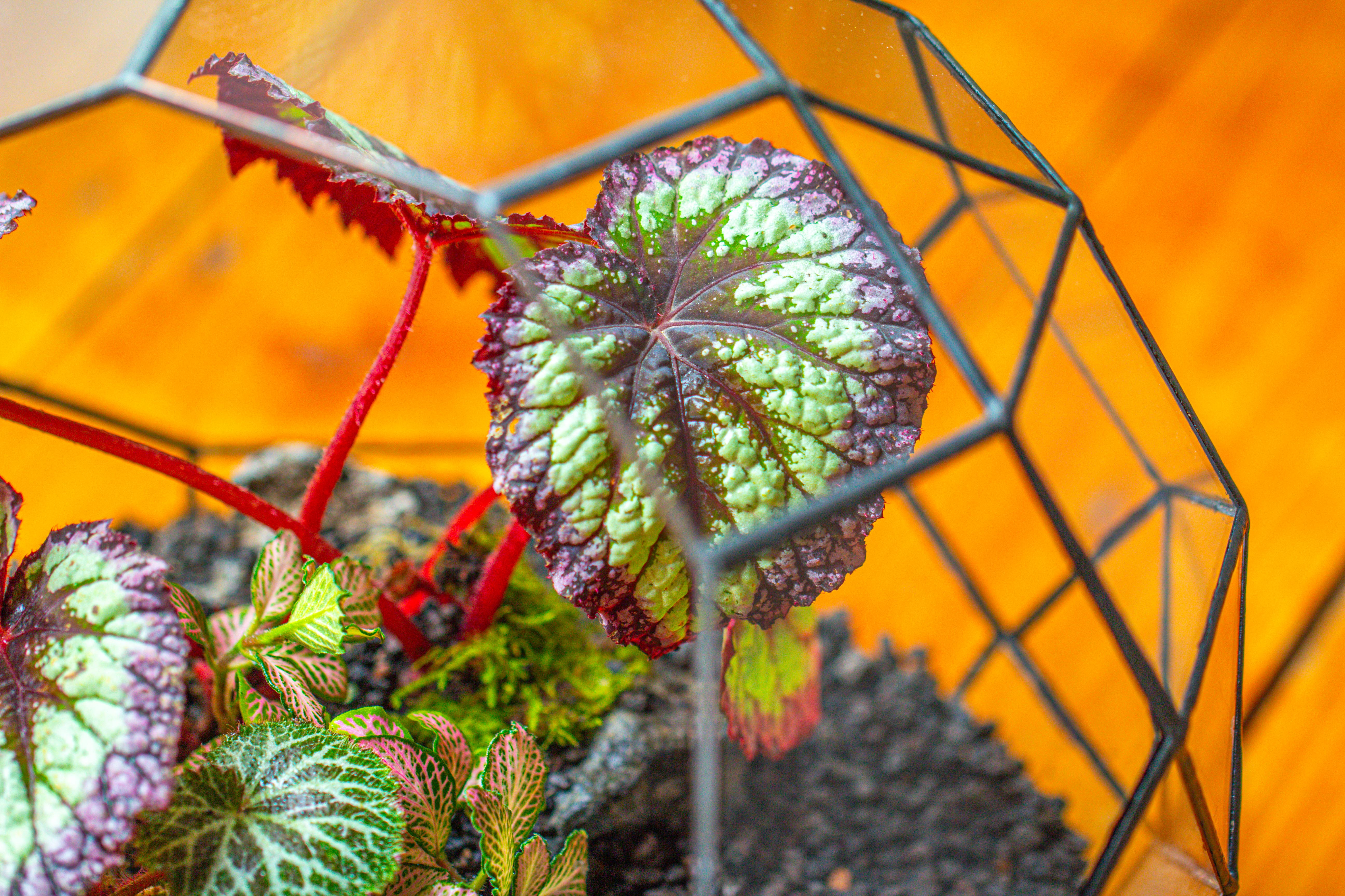 Glass Geometric Moon Terrarium,  Open - NCYPgarden