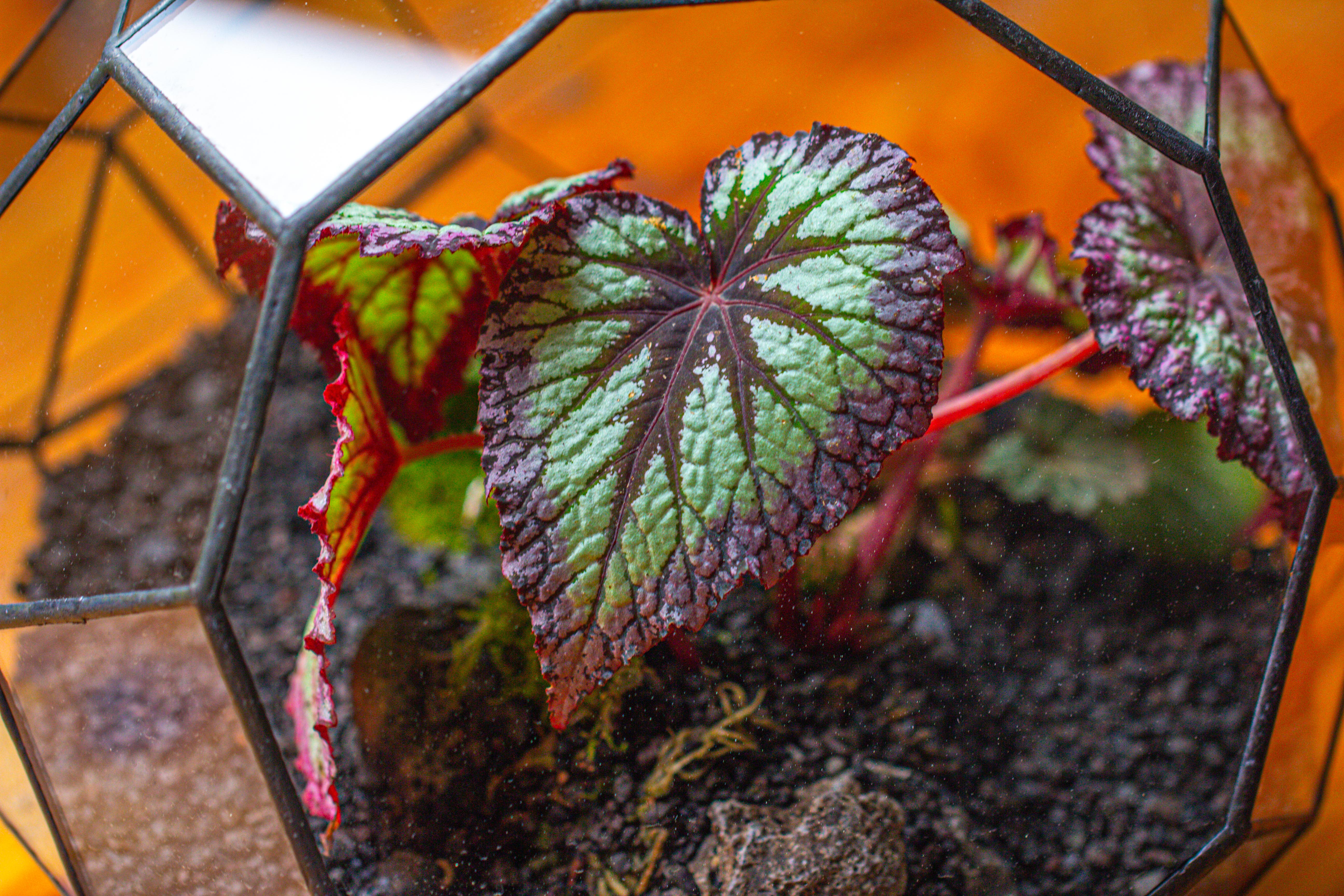 Glass Geometric Moon Terrarium,  Open - NCYPgarden