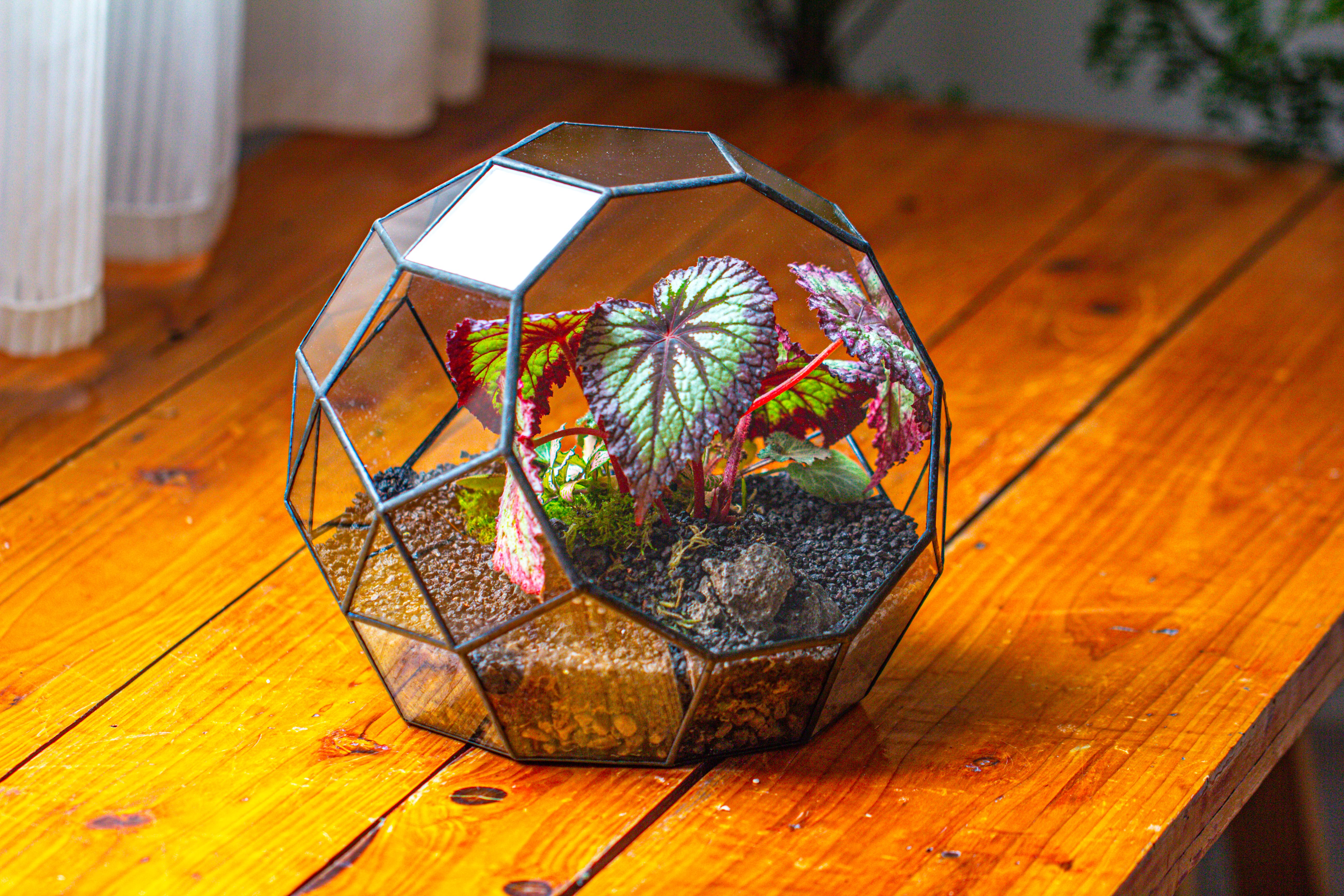 Glass Geometric Moon Terrarium,  Open - NCYPgarden