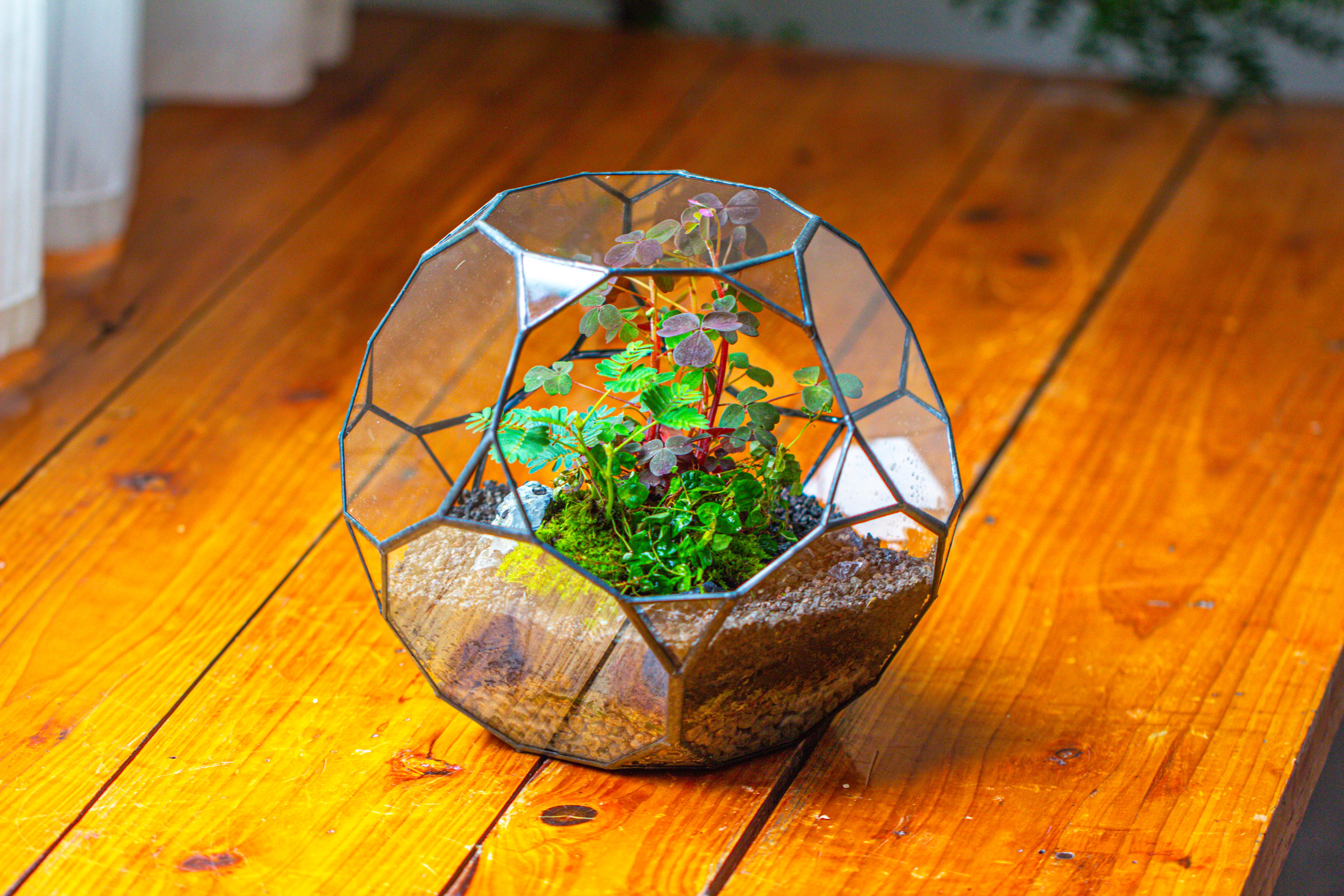 Glass Geometric Terrarium, 32 face , Open, Truncated Dodecahedron - NCYPgarden