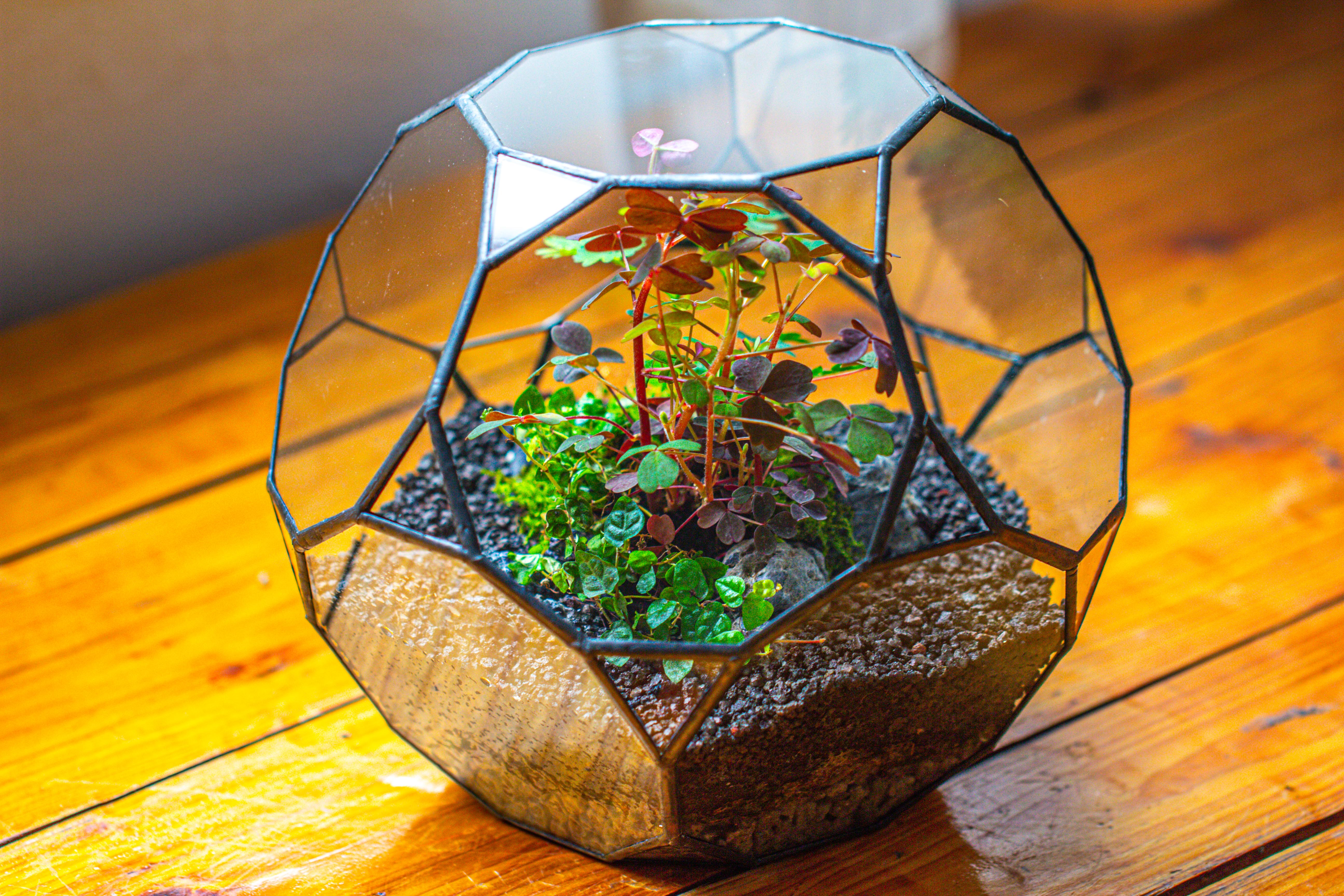 Glass Geometric Terrarium, 32 face , Open, Truncated Dodecahedron - NCYPgarden