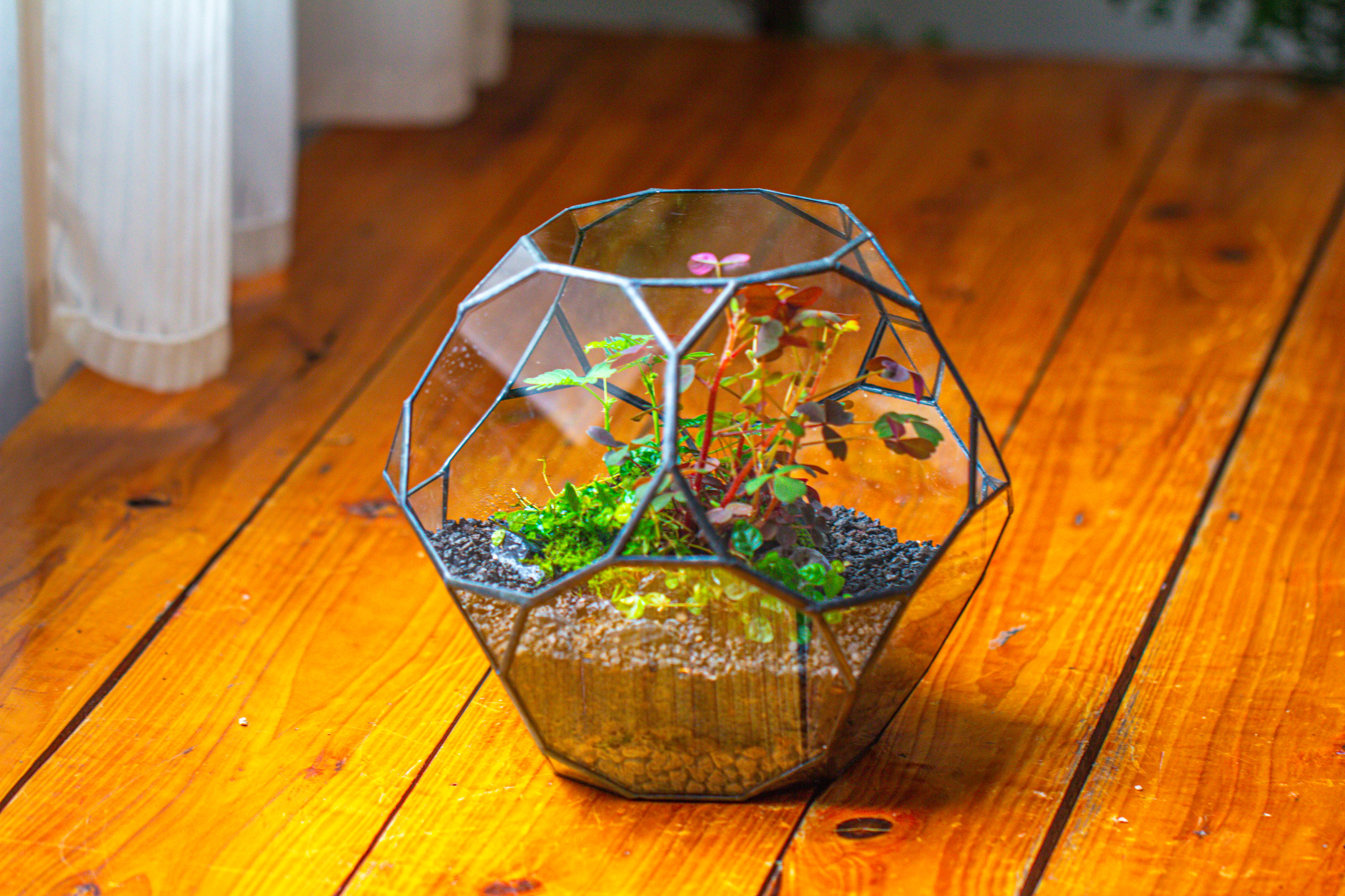 Glass Geometric Terrarium, 32 face , Open, Truncated Dodecahedron - NCYPgarden