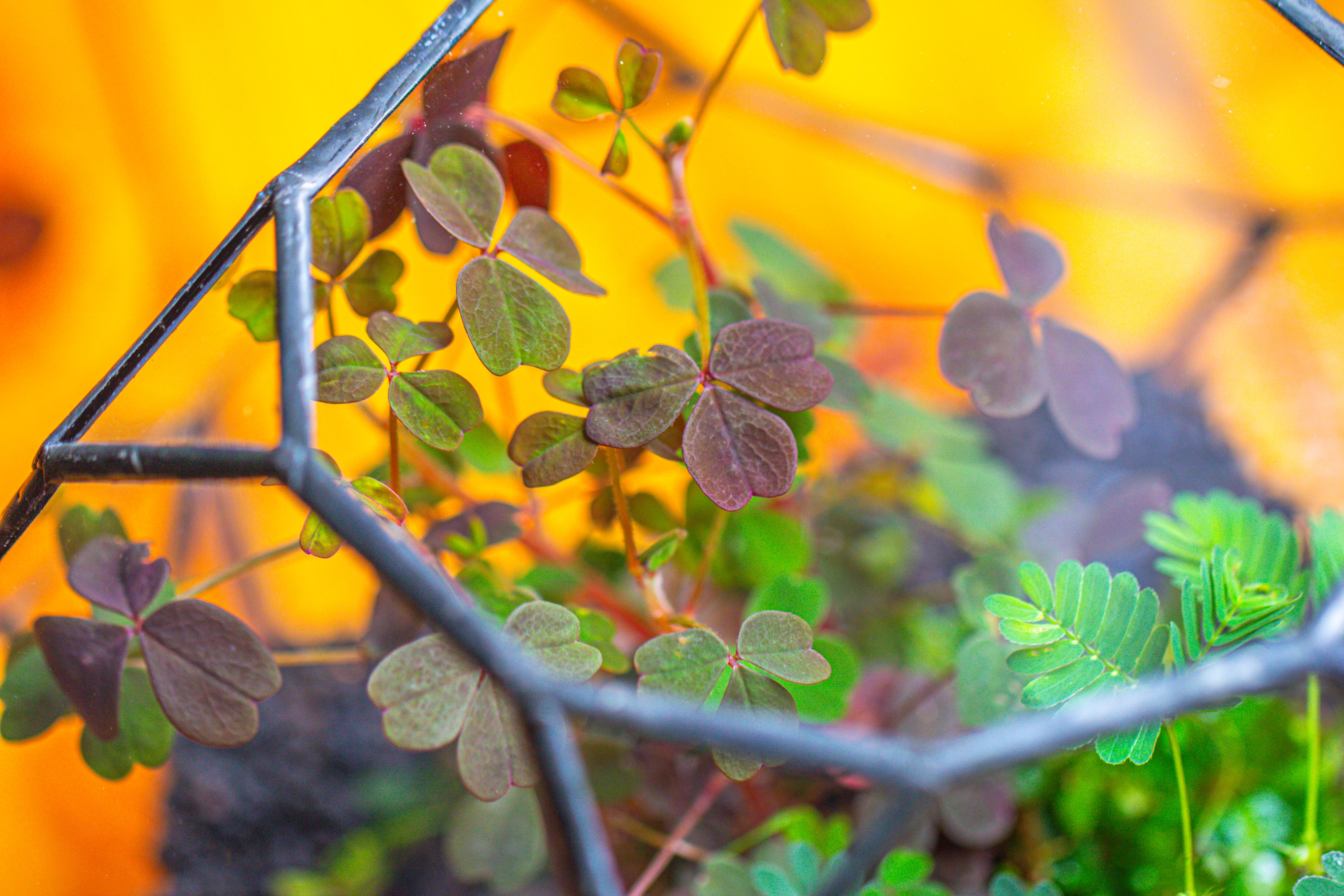 Glass Geometric Terrarium, 32 face , Open, Truncated Dodecahedron - NCYPgarden
