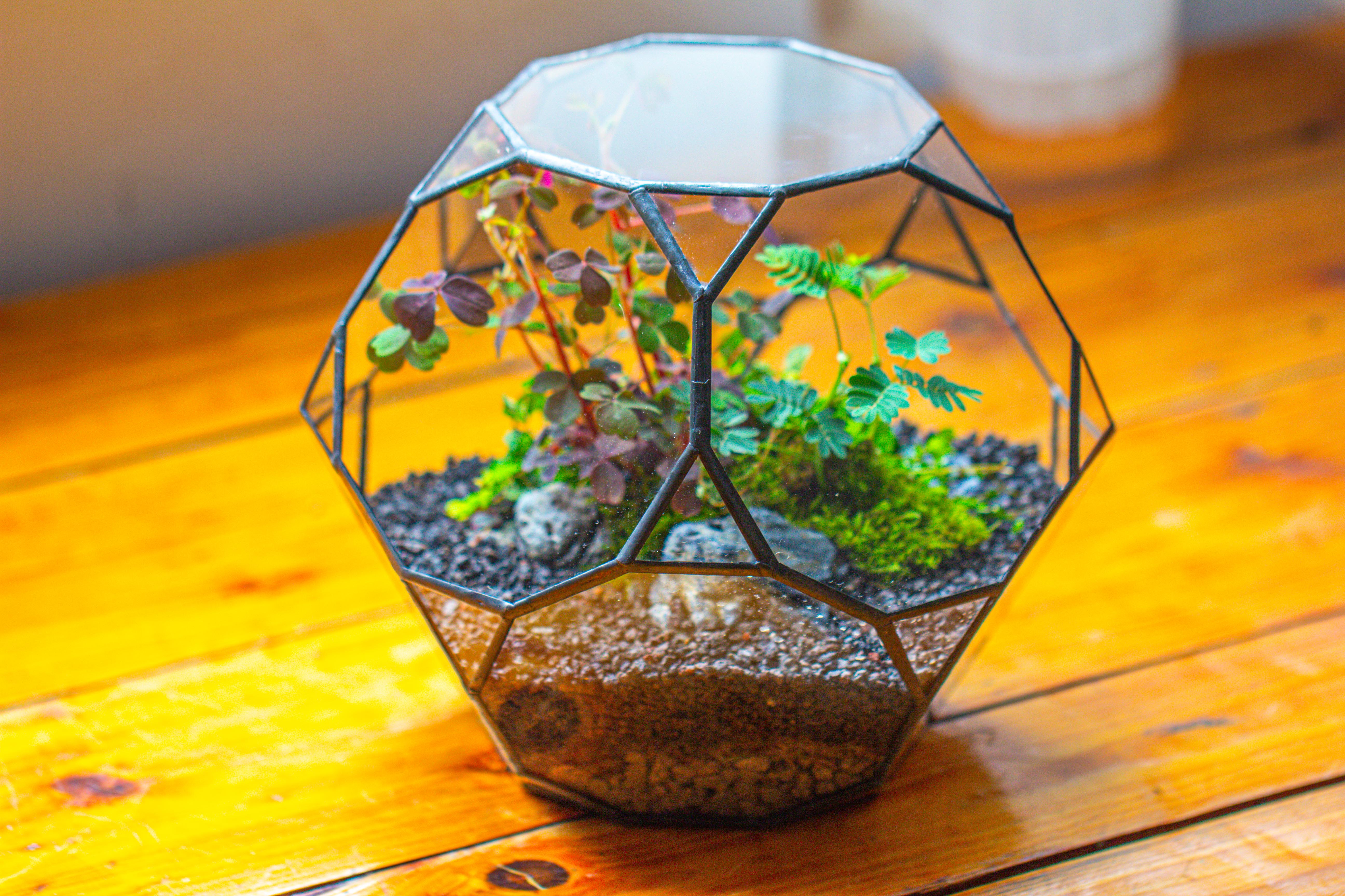 Glass Geometric Terrarium, 32 face , Open, Truncated Dodecahedron - NCYPgarden