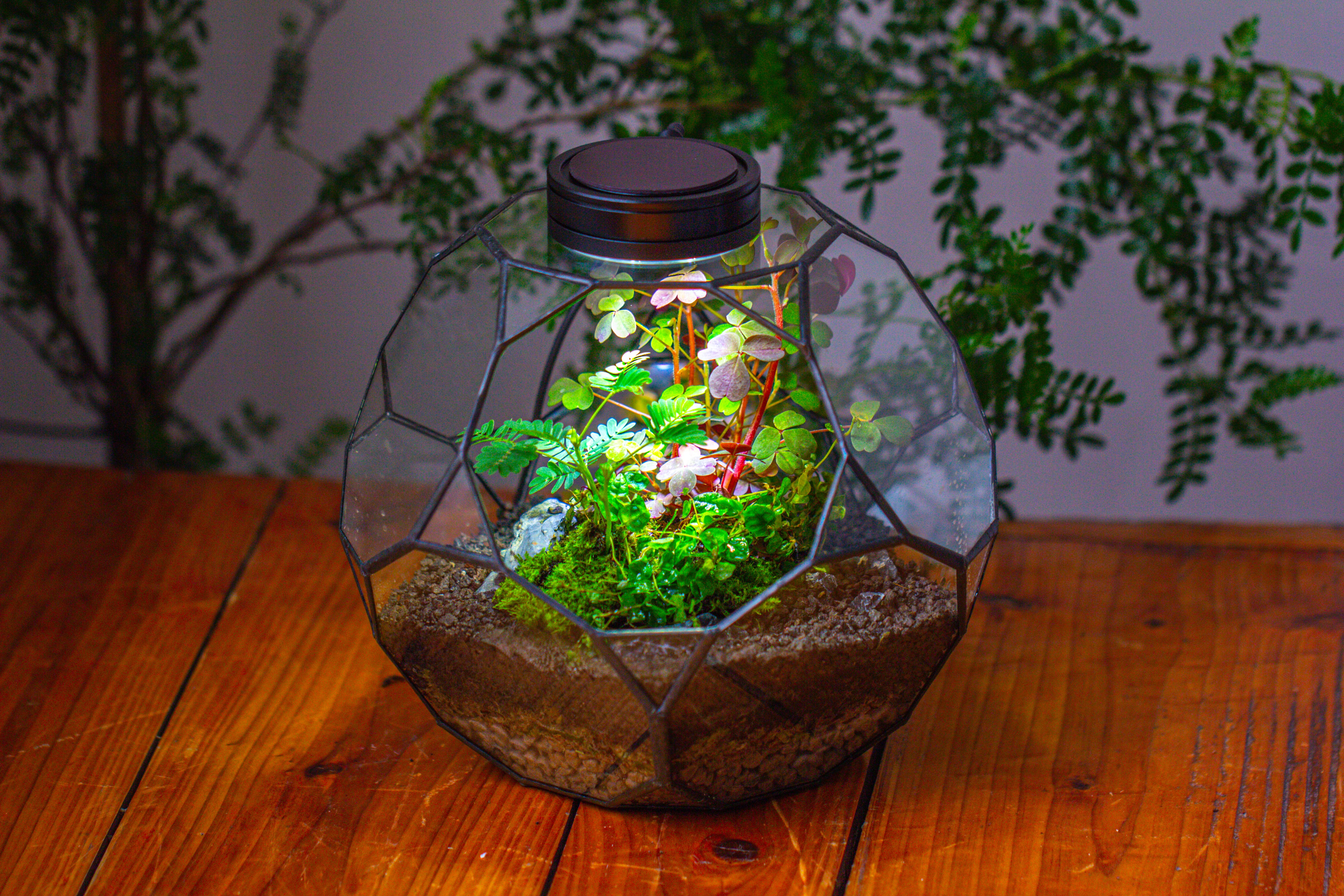 Glass Geometric Terrarium, 32 face , Open, Truncated Dodecahedron - NCYPgarden