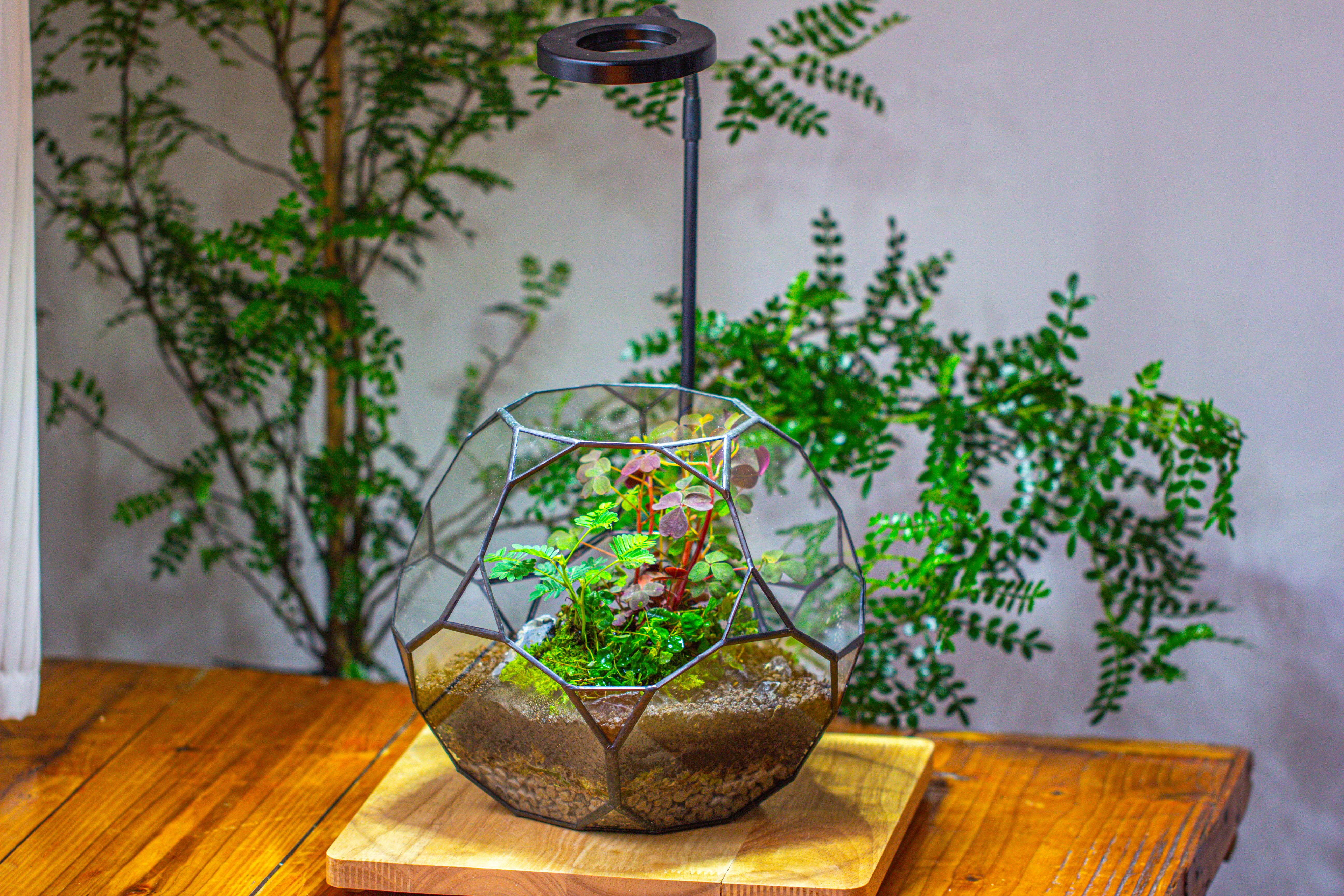 Glass Geometric Terrarium, 32 face , Open, Truncated Dodecahedron - NCYPgarden