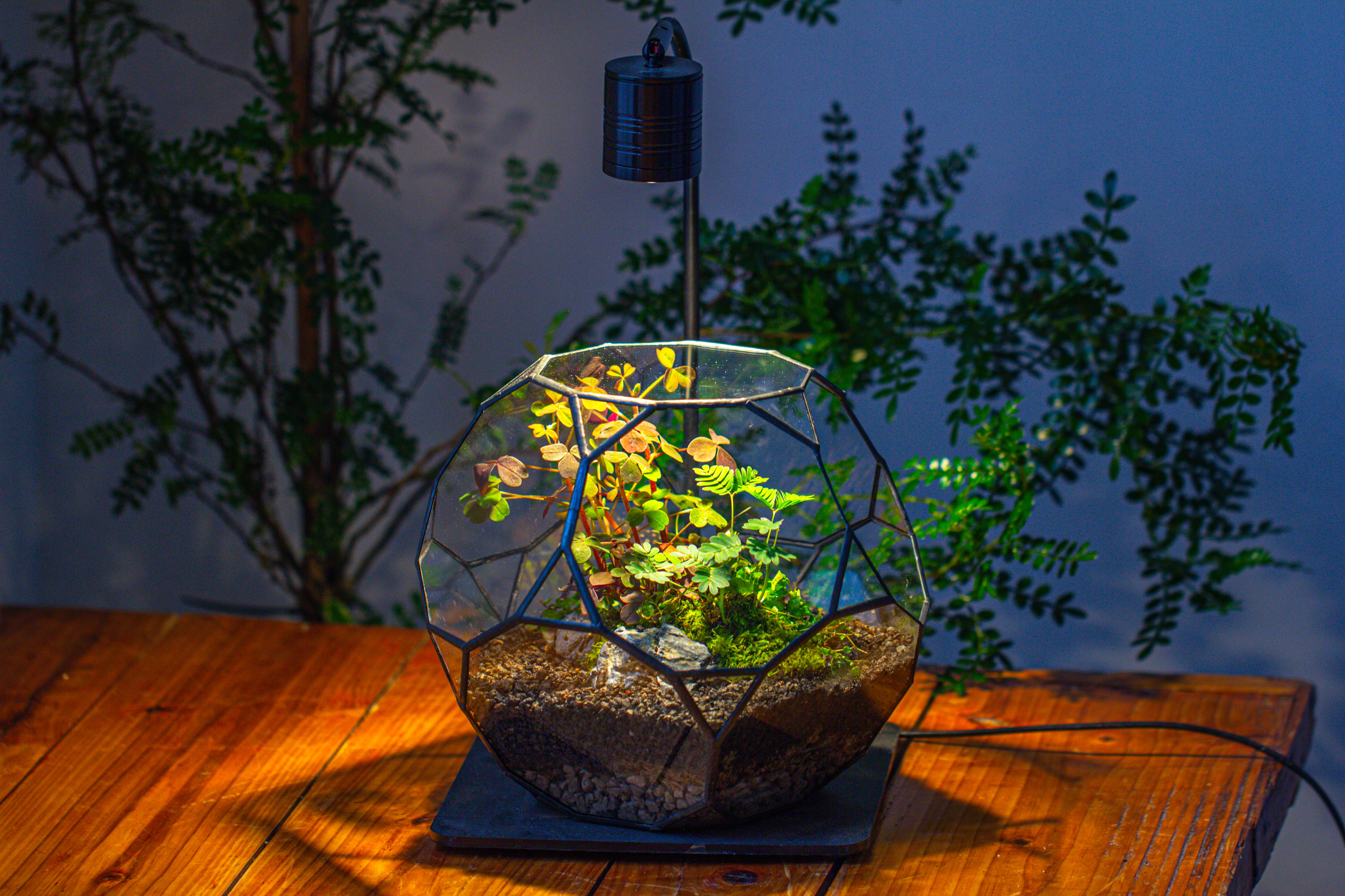 Glass Geometric Terrarium, 32 face , Open, Truncated Dodecahedron - NCYPgarden