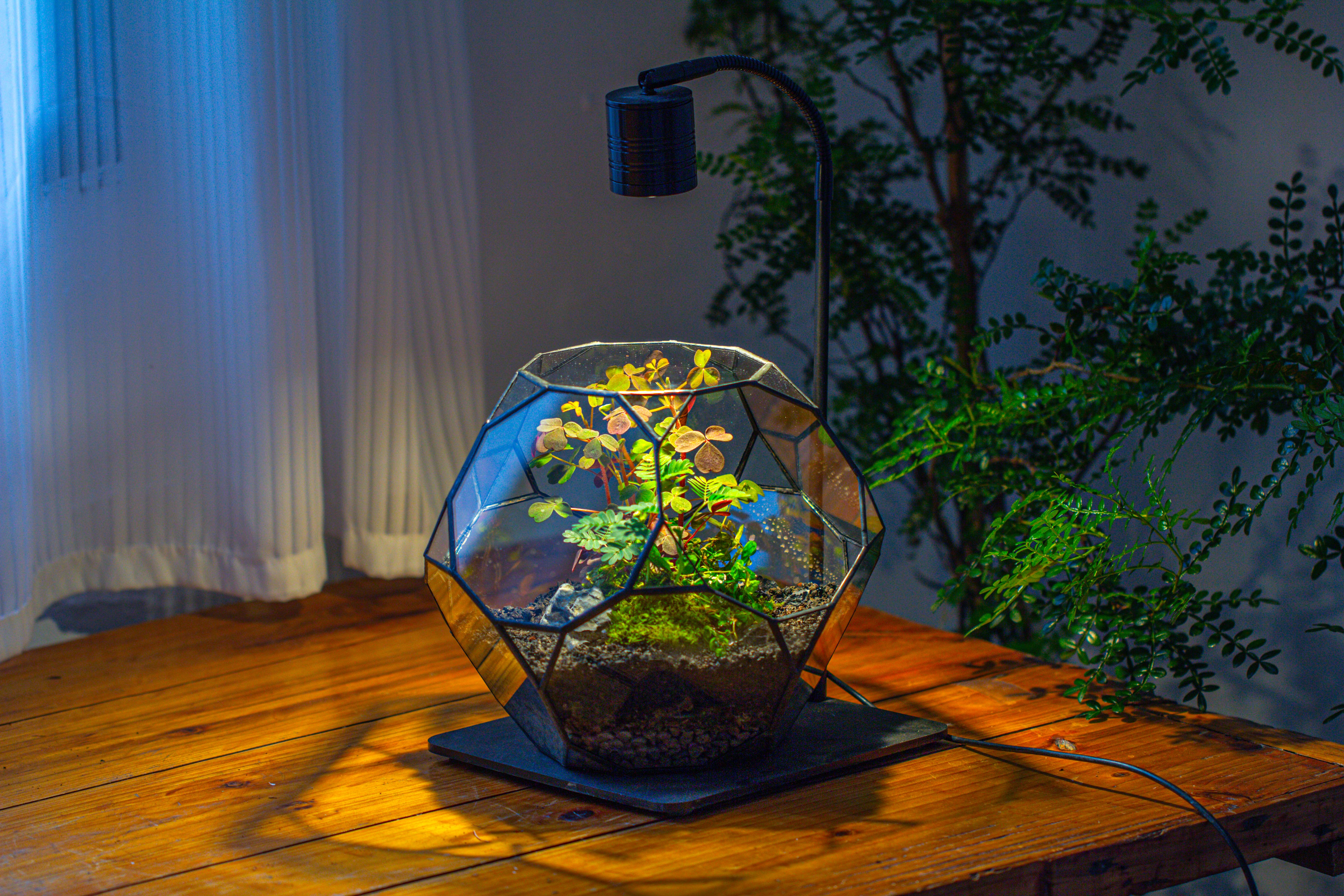 Glass Geometric Terrarium, 32 face , Open, Truncated Dodecahedron - NCYPgarden