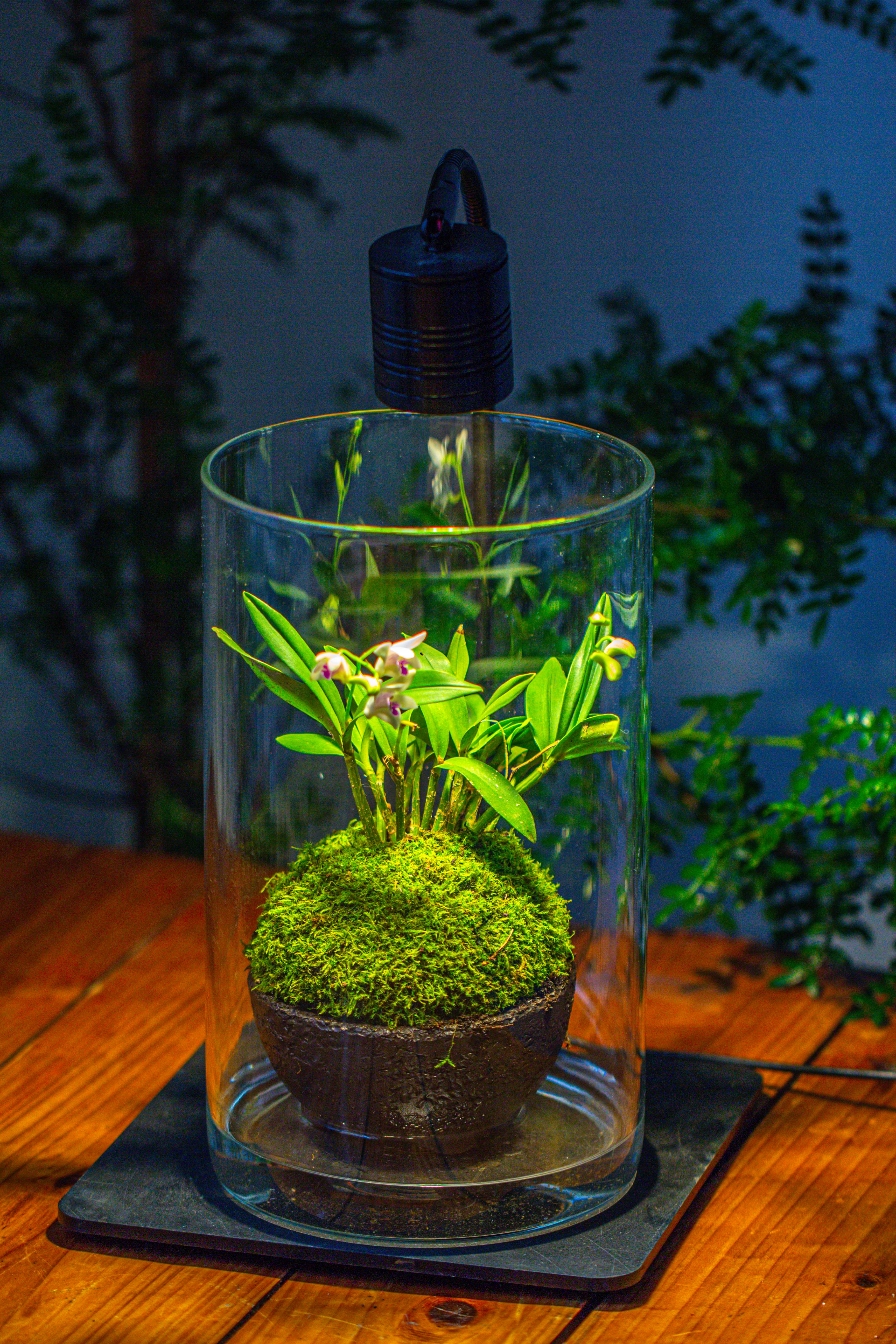 Medium Cylinder Terrarium with LED Grow Lamp, Acrylic Lid Set for Bog, Carnivorous plants -15x25cm - NCYPgarden