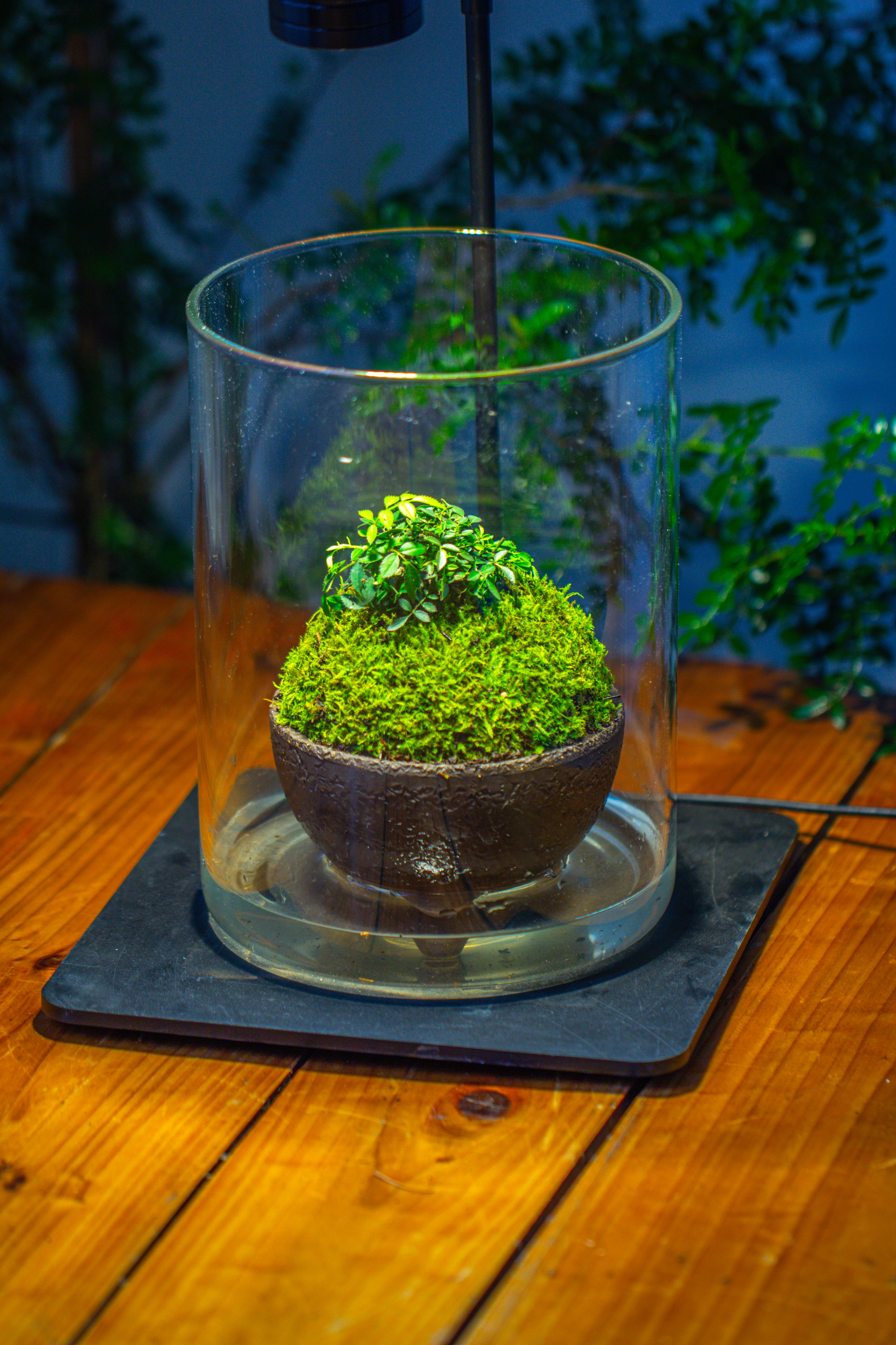 Small Cylinder Terrarium with LED Grow Lamp, Acrylic Lid Set for Bog, Carnivorous plants-15x20cm - NCYPgarden