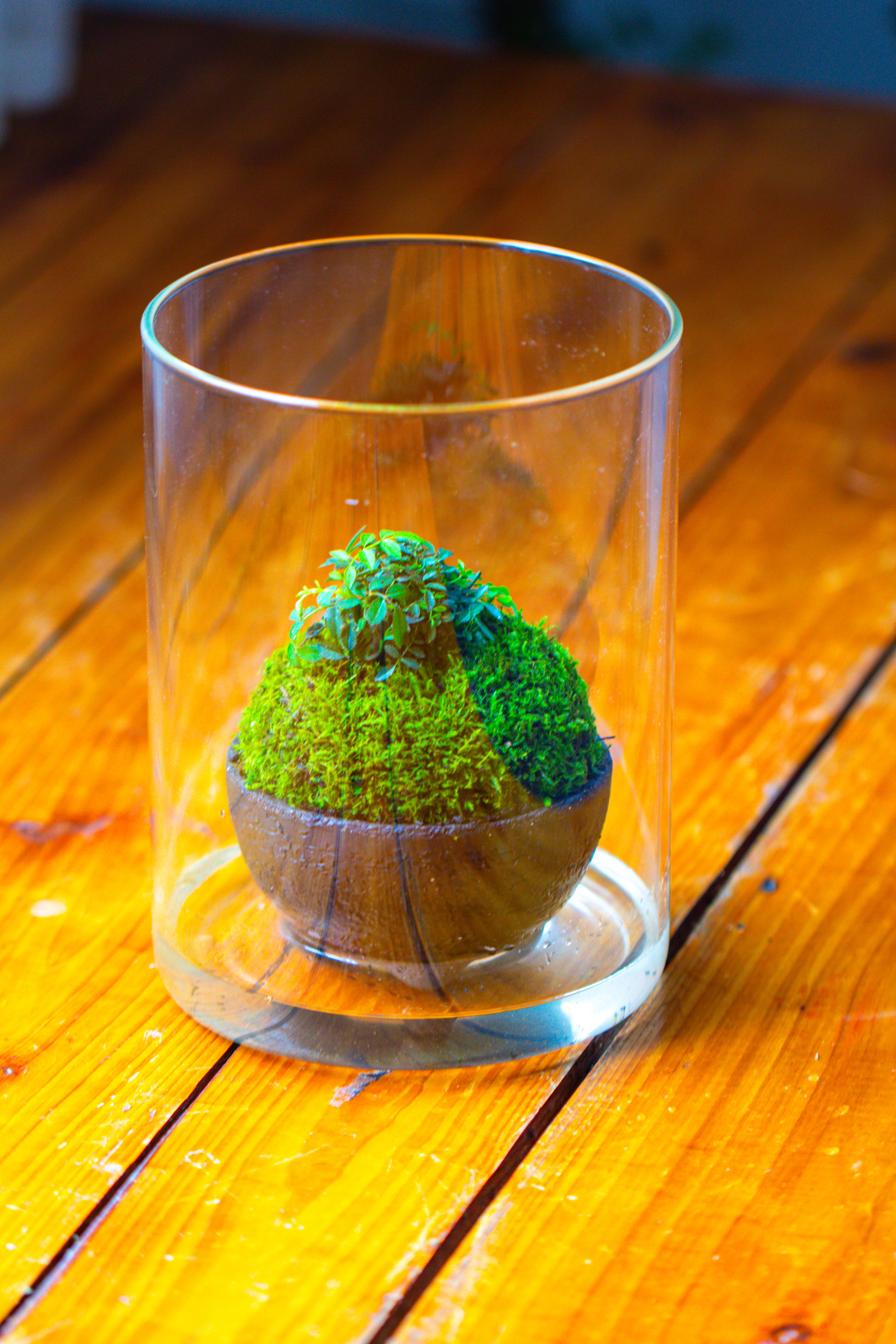 Small Cylinder Terrarium with LED Grow Lamp, Acrylic Lid Set for Bog, Carnivorous plants-15x20cm - NCYPgarden