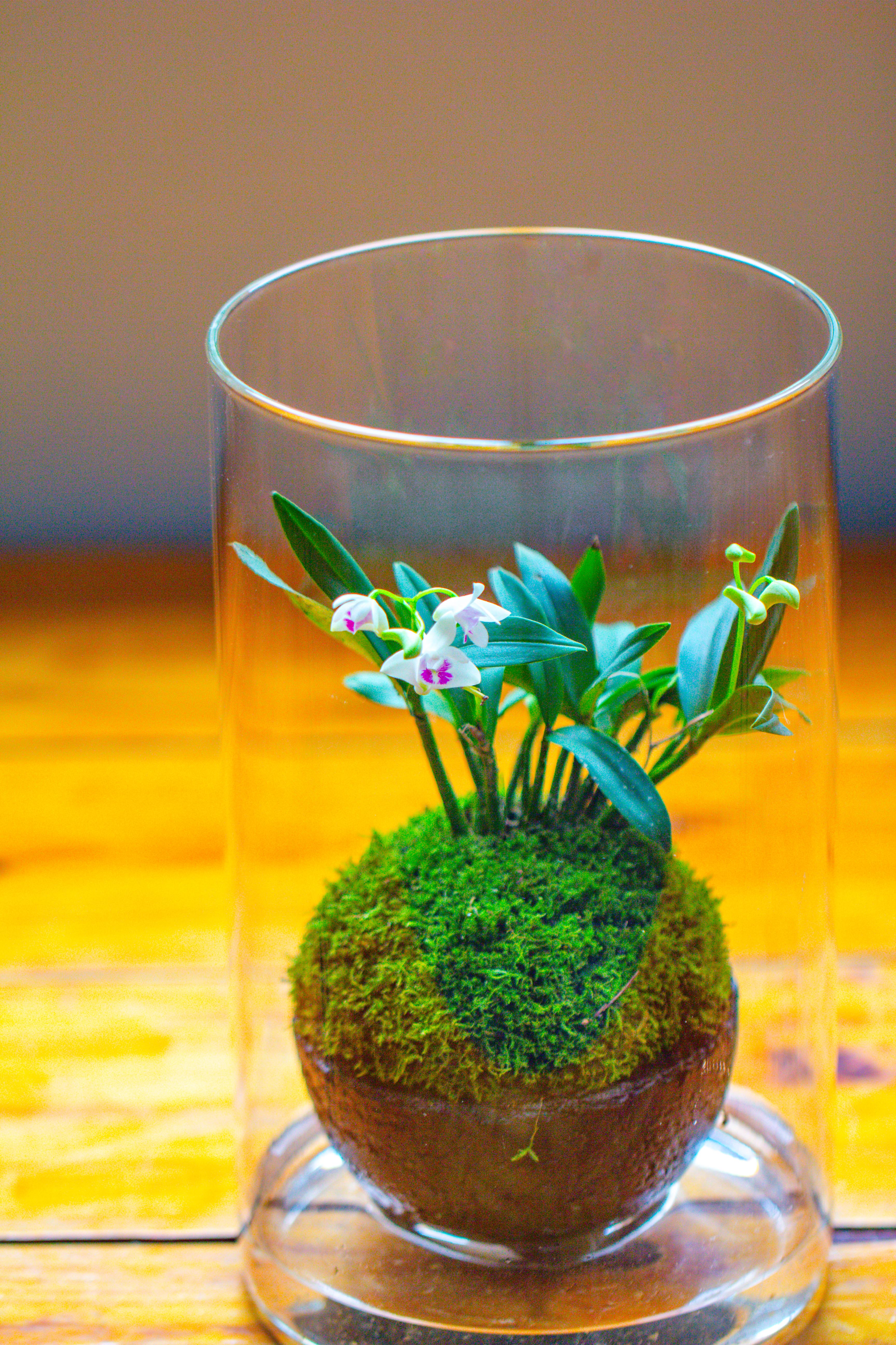 Medium Cylinder Terrarium with LED Grow Lamp, Acrylic Lid Set for Bog, Carnivorous plants -15x25cm - NCYPgarden