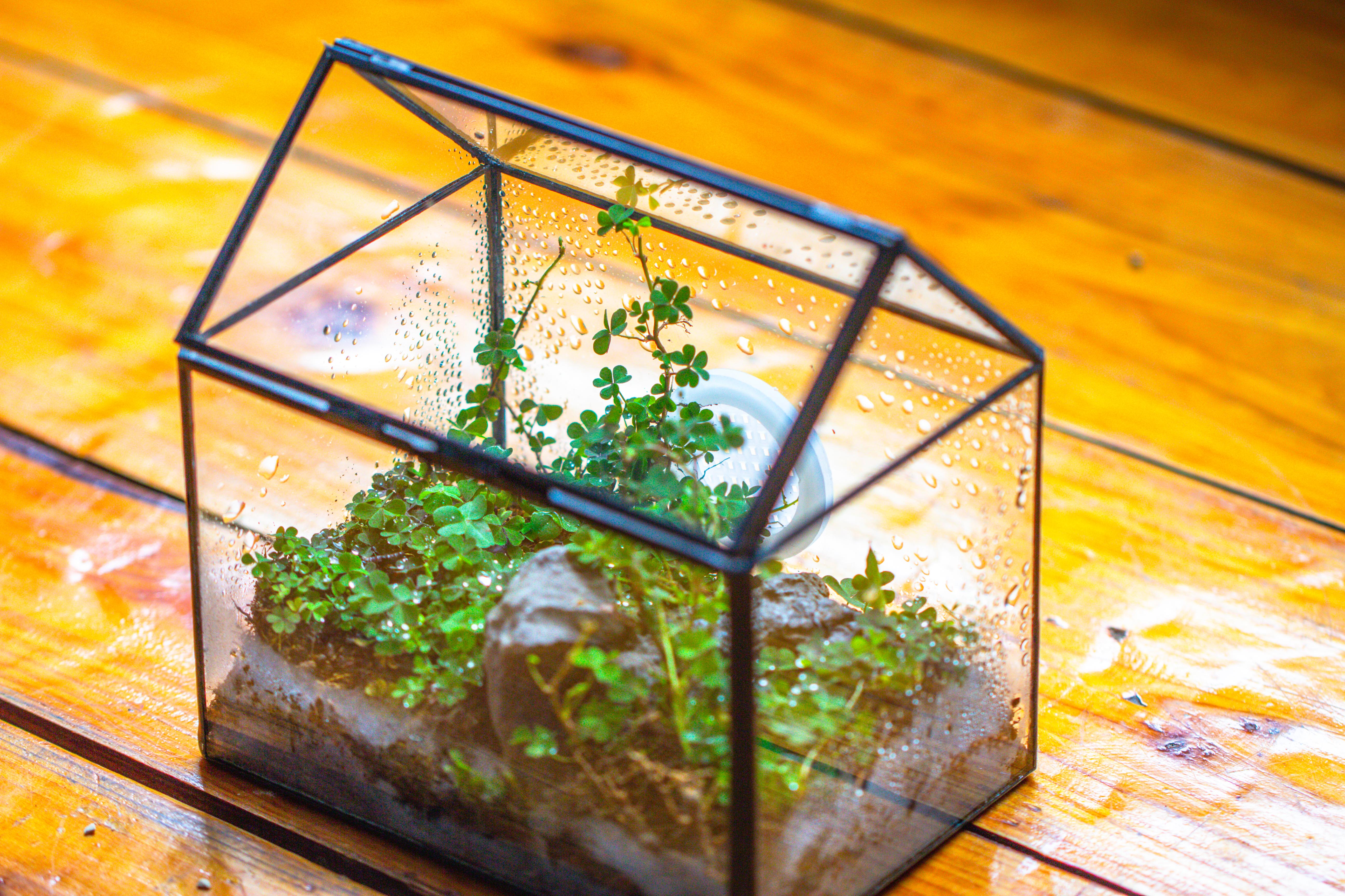 Handmade NCYP Geometric Glass Black Terrarium Box House Shape Close, Tabletop, Swing Lid  for Air Plants Moss Snail Reptile Habitat - NCYPgarden