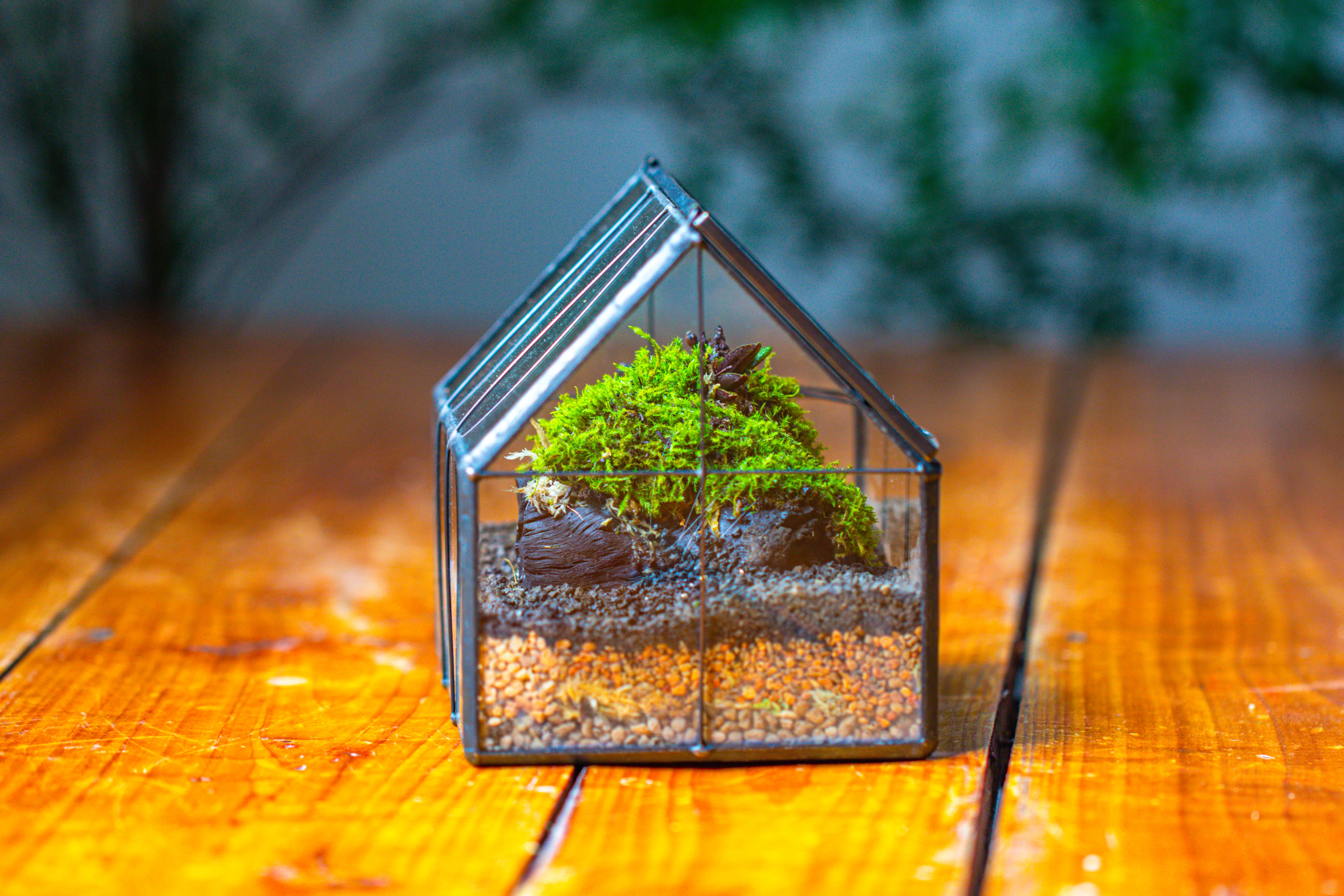 NCYP Mini Glass Terrarium with Lid House Shape Closed Planter Pot for Small Cactus, Succulents Plant - NCYPgarden