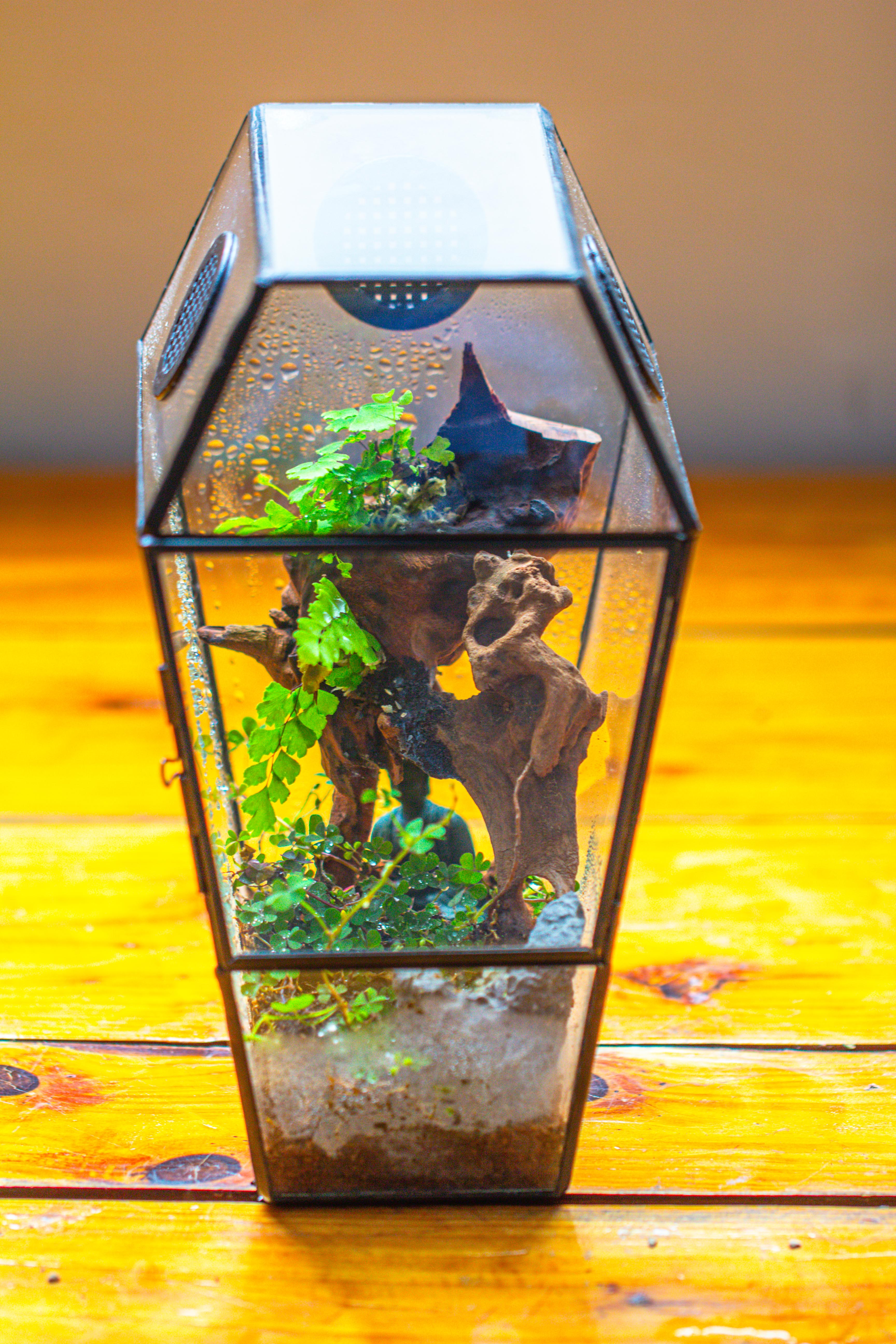 Coffin-Shaped Tin Glass Terrarium Enclosure, Gothic Style, for Jumping Spider, Insects, Snails - NCYPgarden