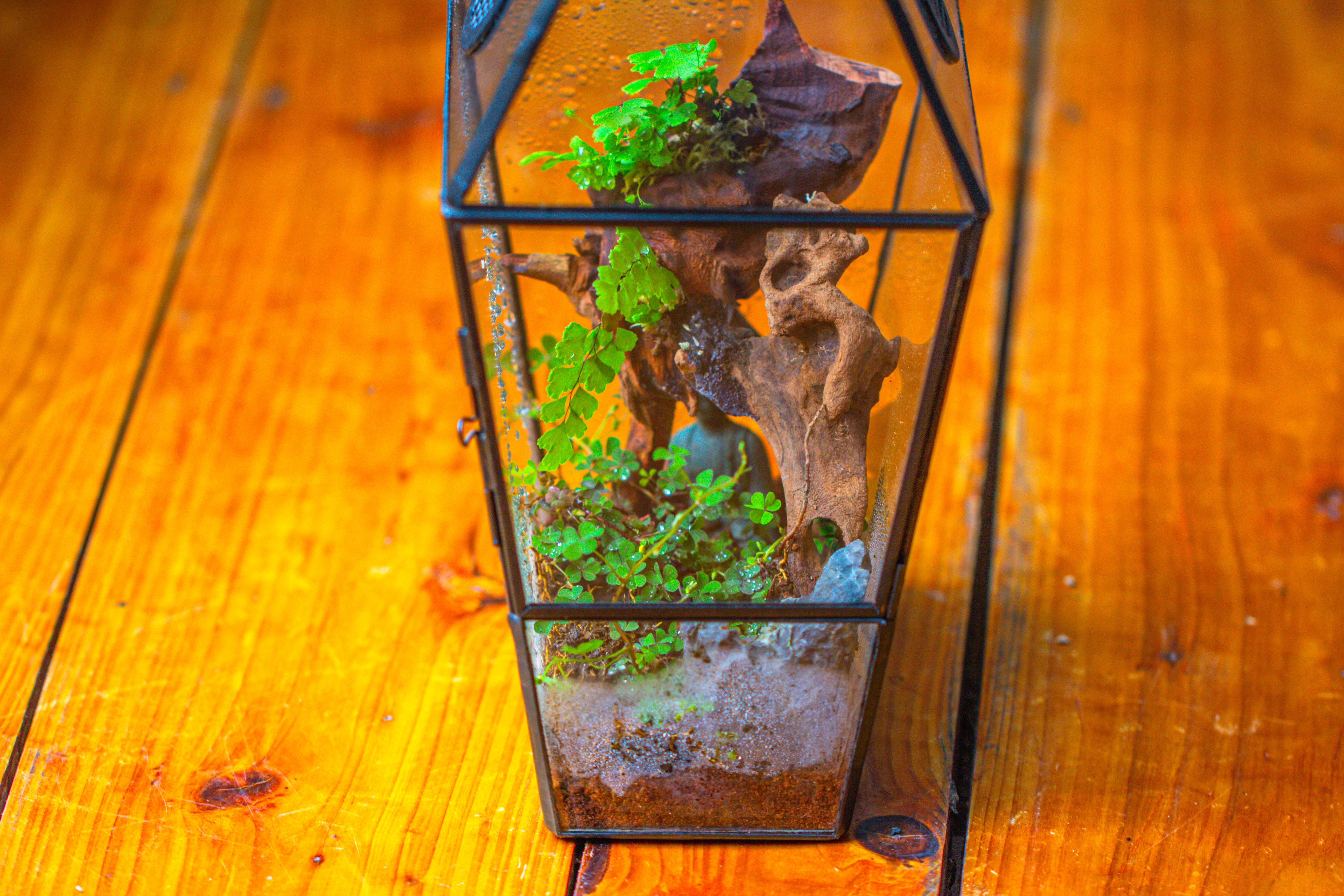 Coffin-Shaped Tin Glass Terrarium Enclosure, Gothic Style, for Jumping Spider, Insects, Snails - NCYPgarden