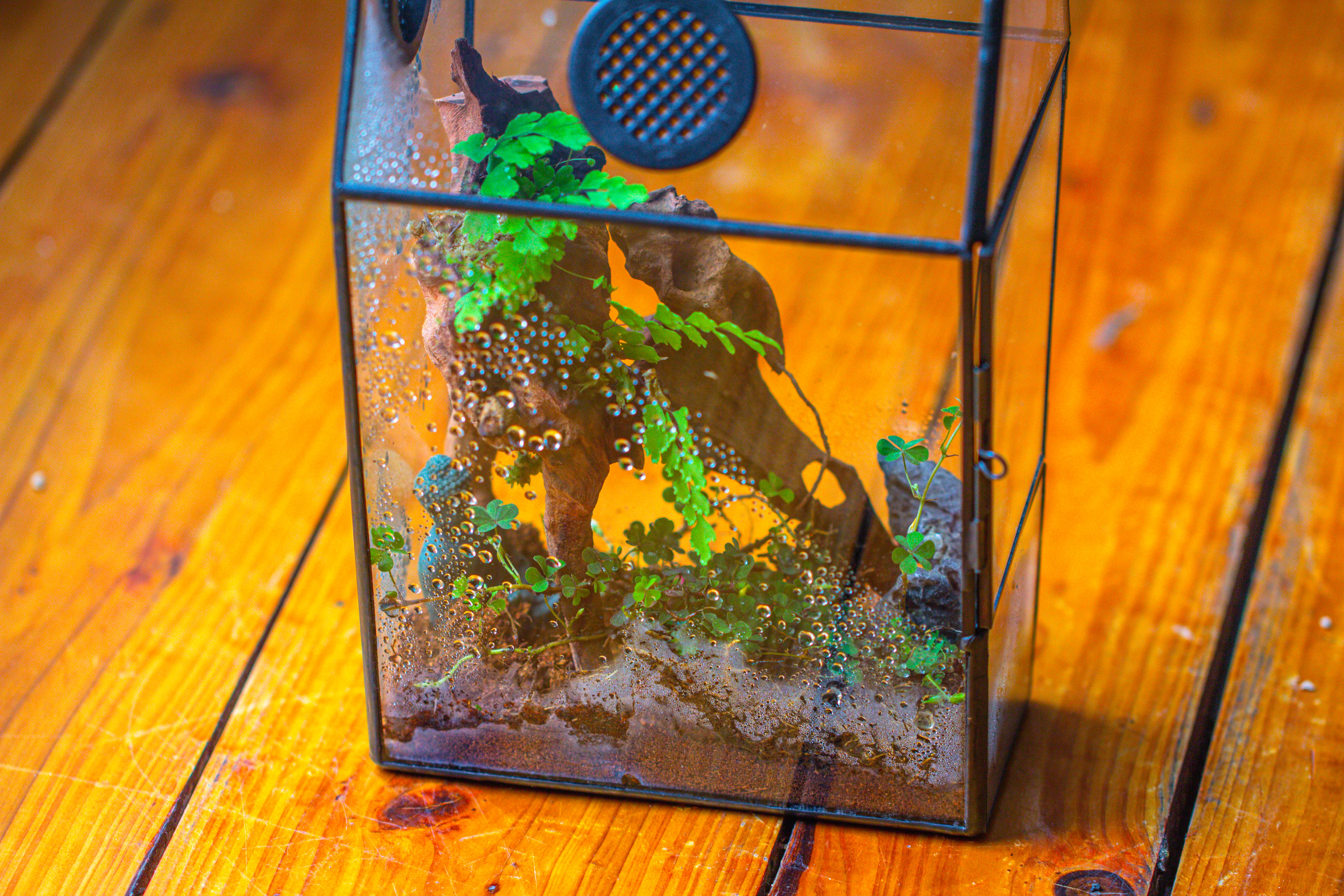 Coffin-Shaped Tin Glass Terrarium Enclosure, Gothic Style, for Jumping Spider, Insects, Snails - NCYPgarden