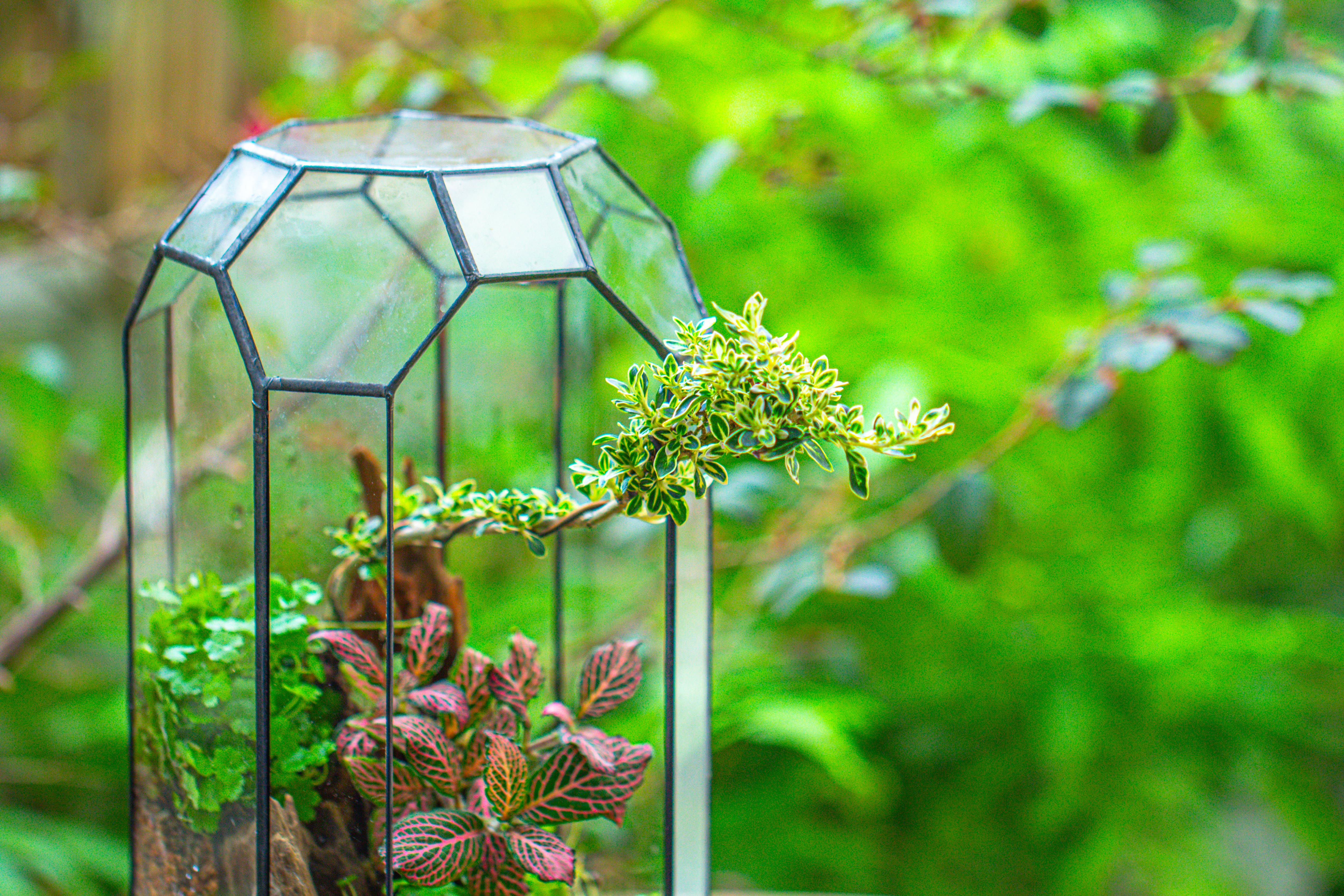 Vintage Tall Octagon Geometric Tin Glass Terrarium , 12.6" , open, suitable for tall plants, orchid, small begonia Pitcher, Micro landscape - NCYPgarden
