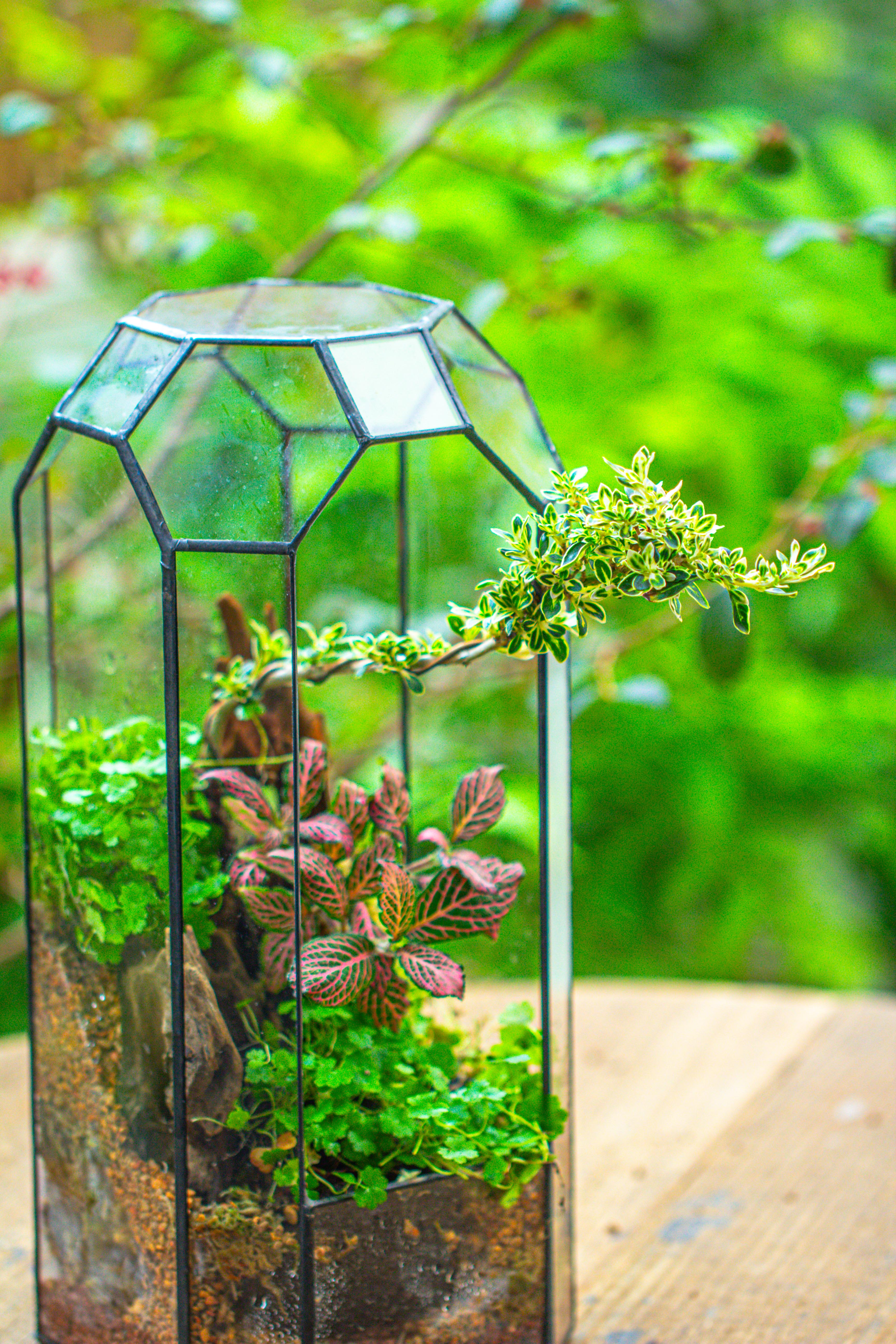 Vintage Tall Octagon Geometric Tin Glass Terrarium , 12.6" , open, suitable for tall plants, orchid, small begonia Pitcher, Micro landscape - NCYPgarden