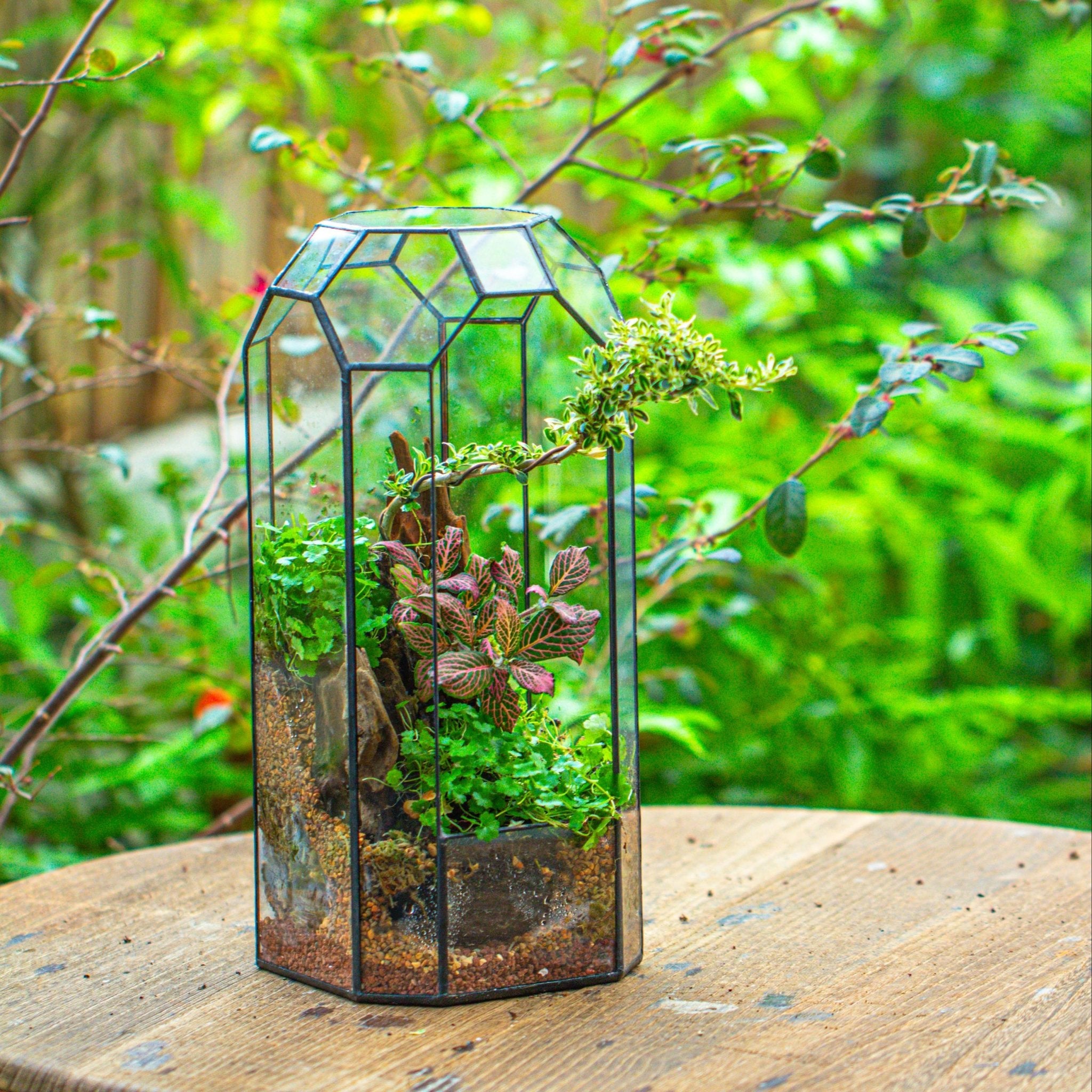 vintage plant terrarium Vintage Tall Octagon Geometric Tin Glass Terrarium , 12.6" , open, suitable for tall plants, orchid, small begonia Pitcher, Micro landscape PG05A2