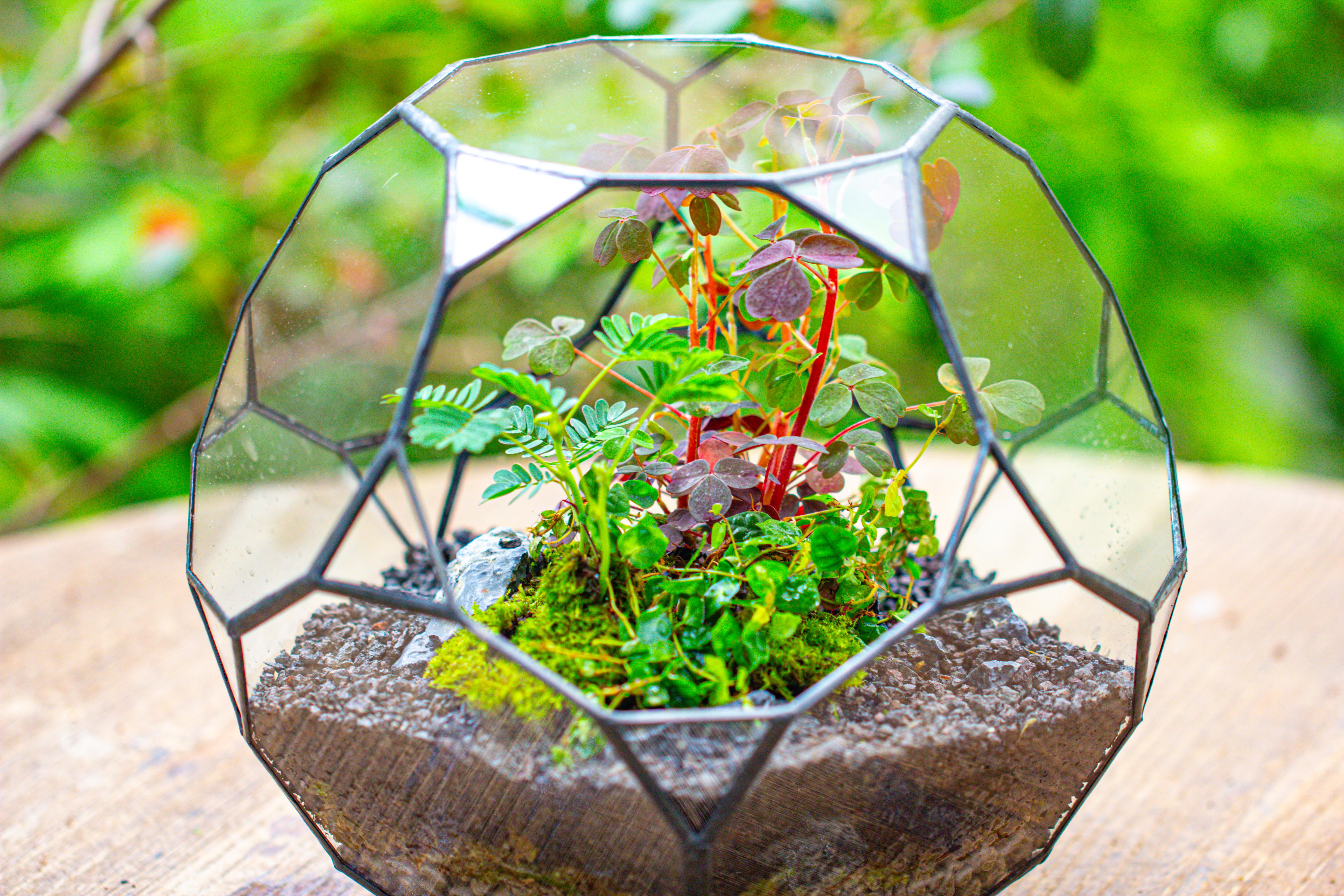 Glass Geometric Terrarium, 32 face , Open, Truncated Dodecahedron - NCYPgarden