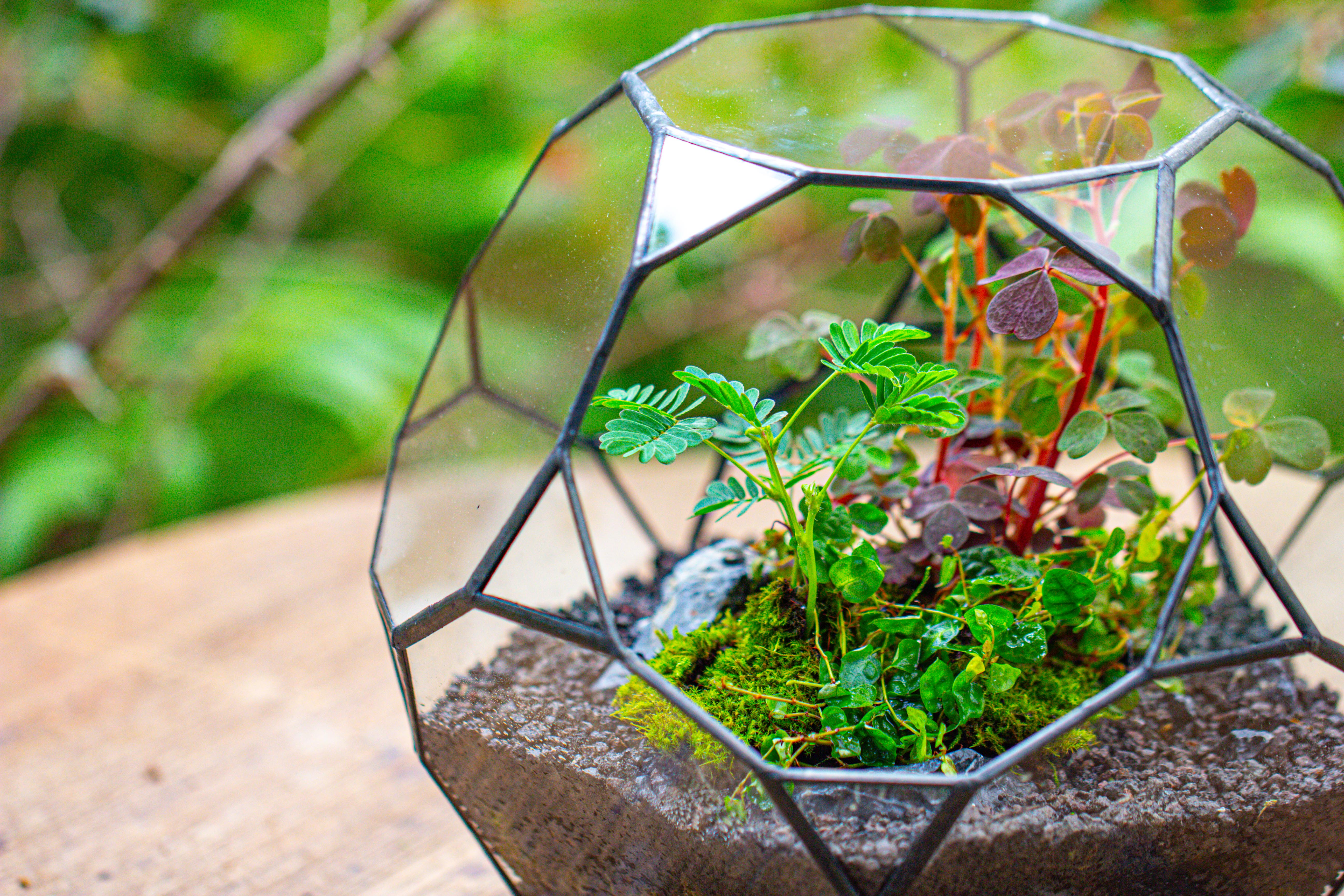 Glass Geometric Terrarium, 32 face , Open, Truncated Dodecahedron - NCYPgarden