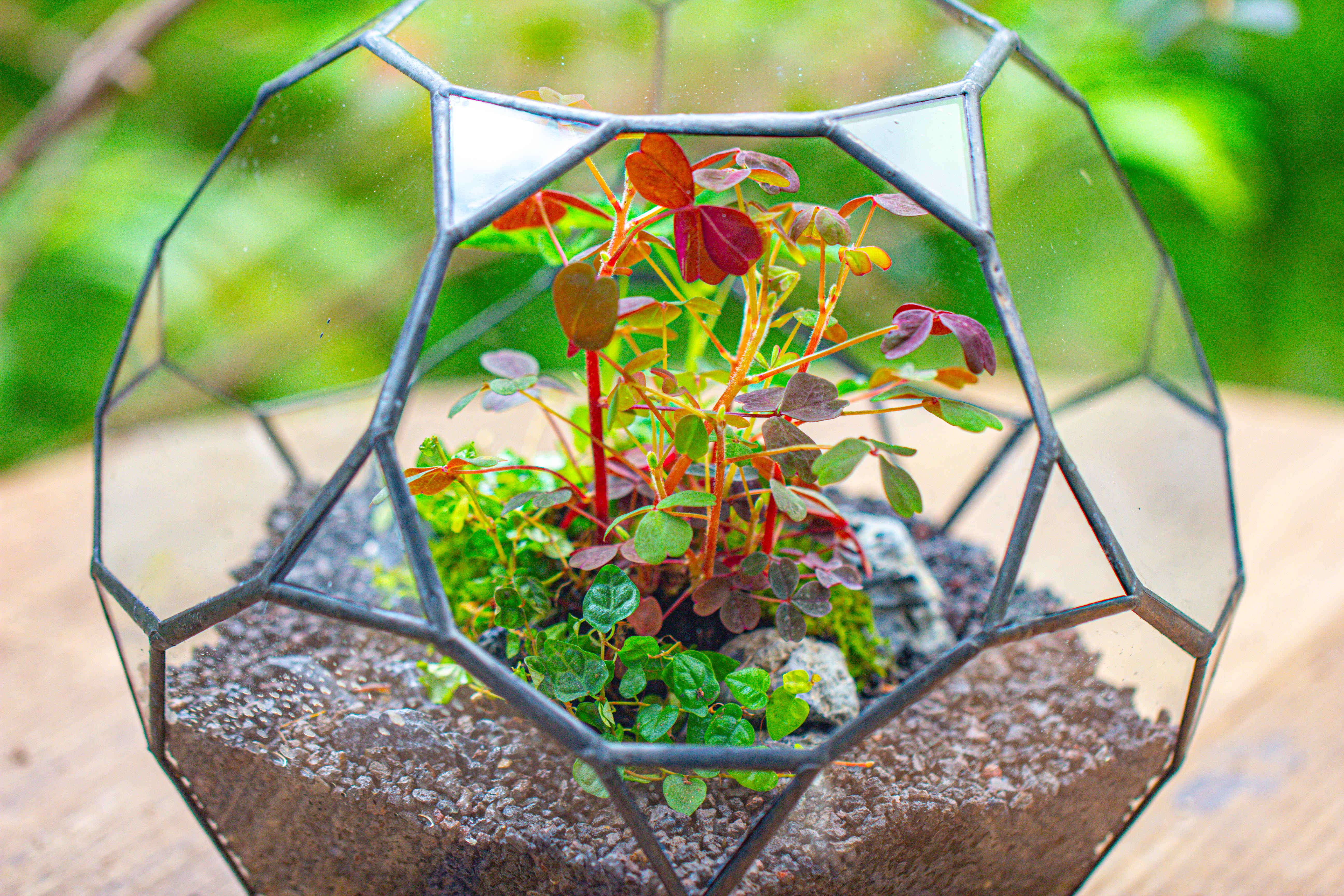 Glass Geometric Terrarium, 32 face , Open, Truncated Dodecahedron - NCYPgarden